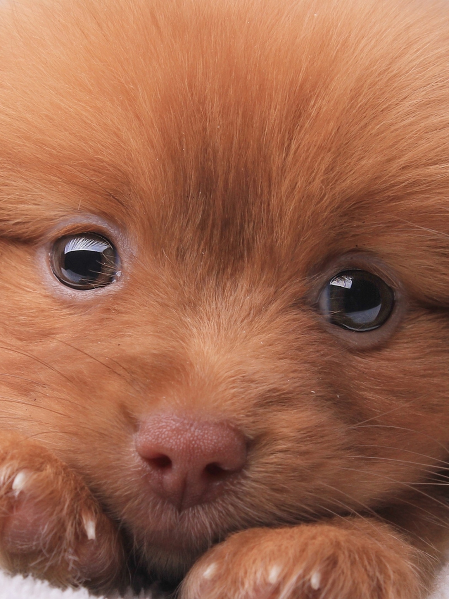 無料モバイル壁紙動物, 犬, 子犬, 可愛い, ノバスコシア ダック トーリング レトリバーをダウンロードします。