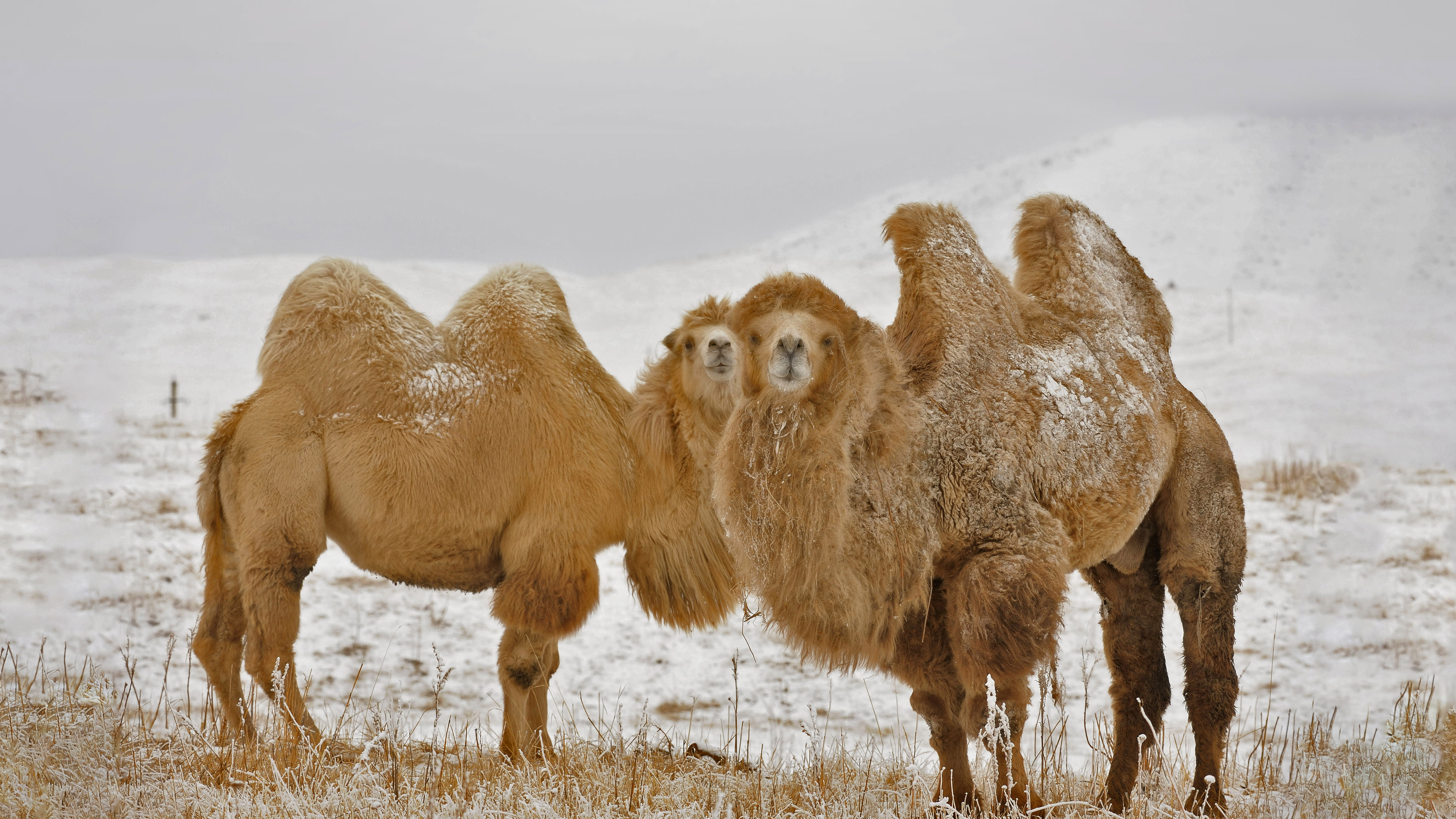 Laden Sie das Tiere, Kamel, Bactrian Kamel-Bild kostenlos auf Ihren PC-Desktop herunter