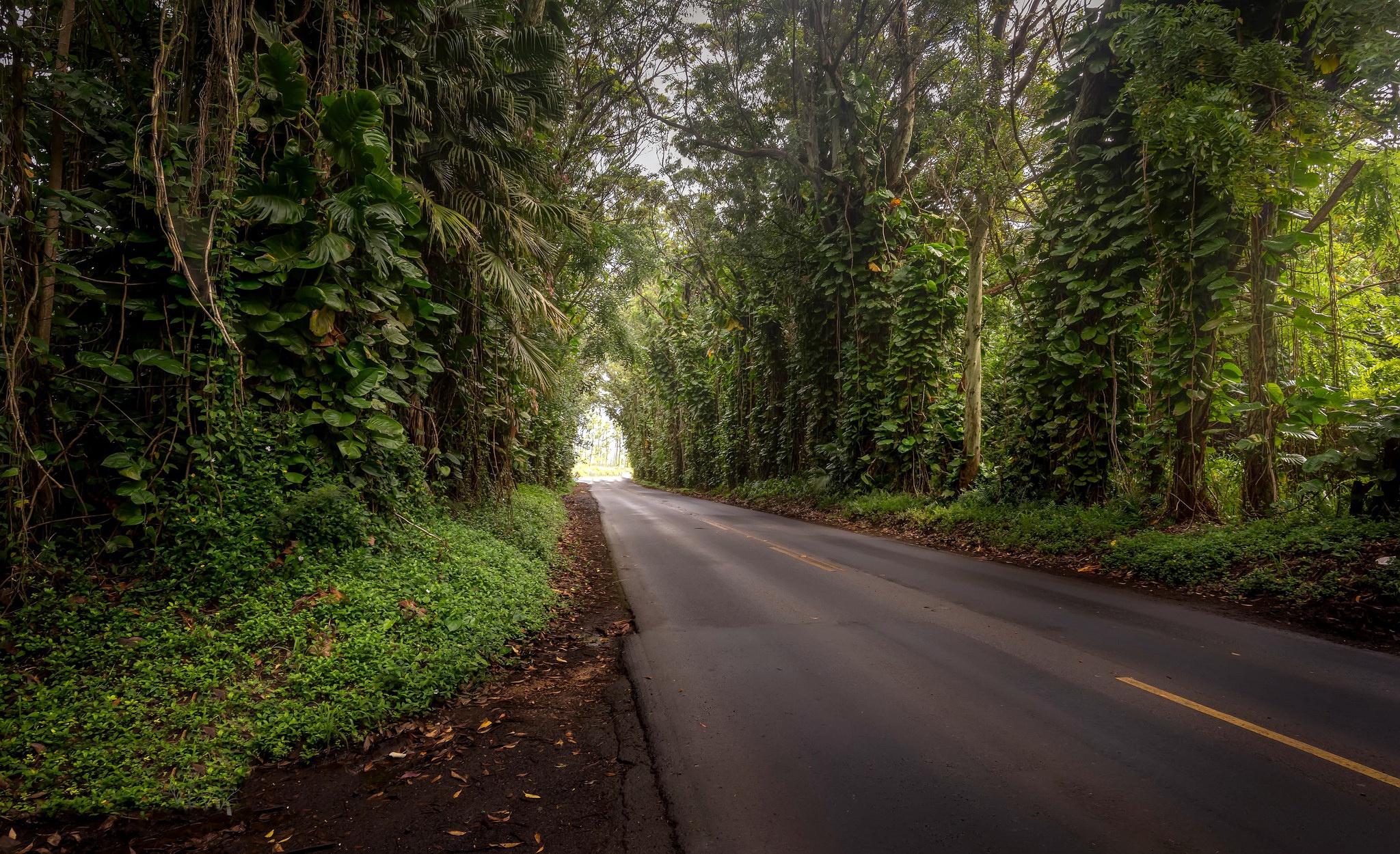 Baixe gratuitamente a imagem Natureza, Estrada, Floresta, Feito Pelo Homem na área de trabalho do seu PC