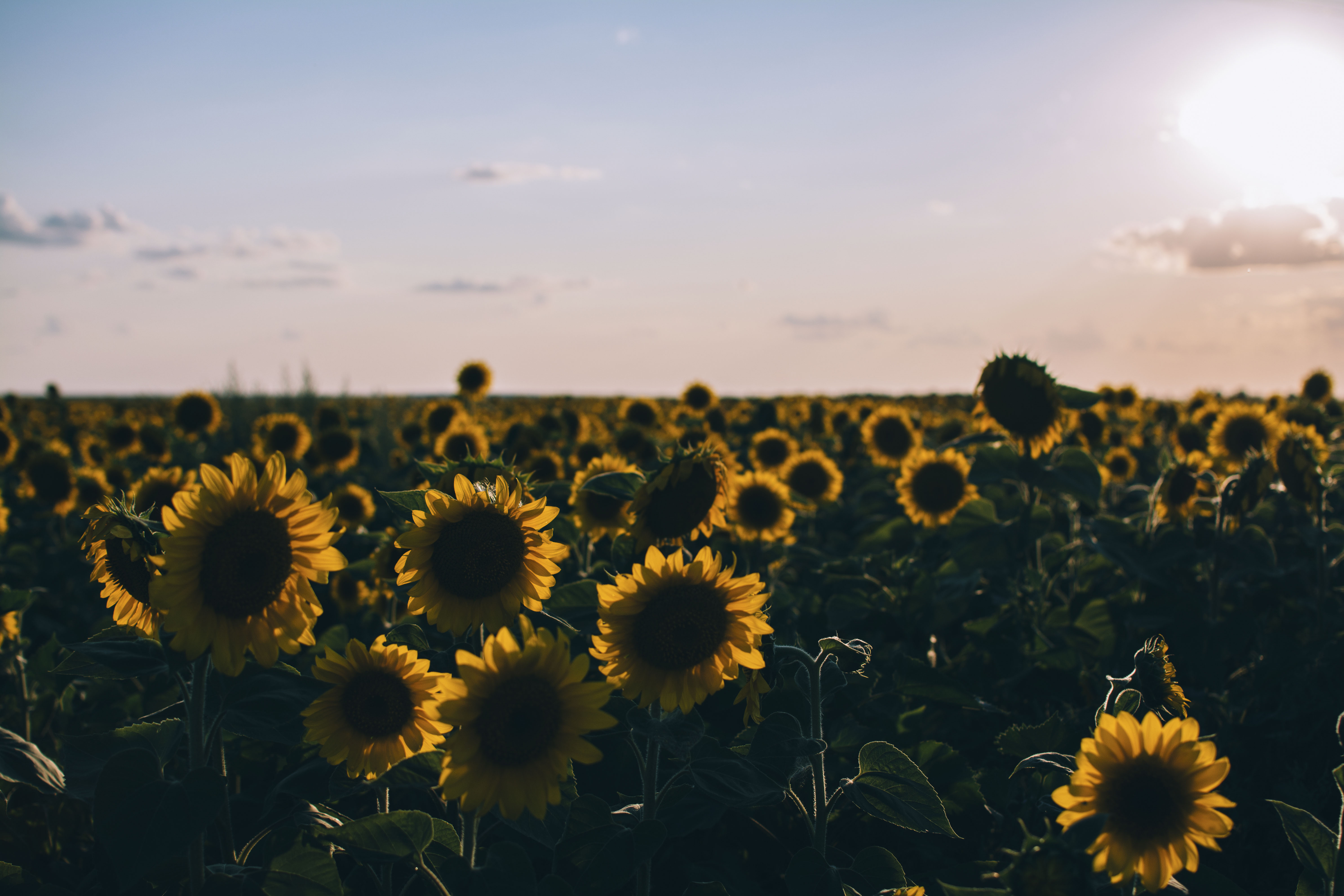 Free download wallpaper Field, Nature, Evening, Sunflowers on your PC desktop