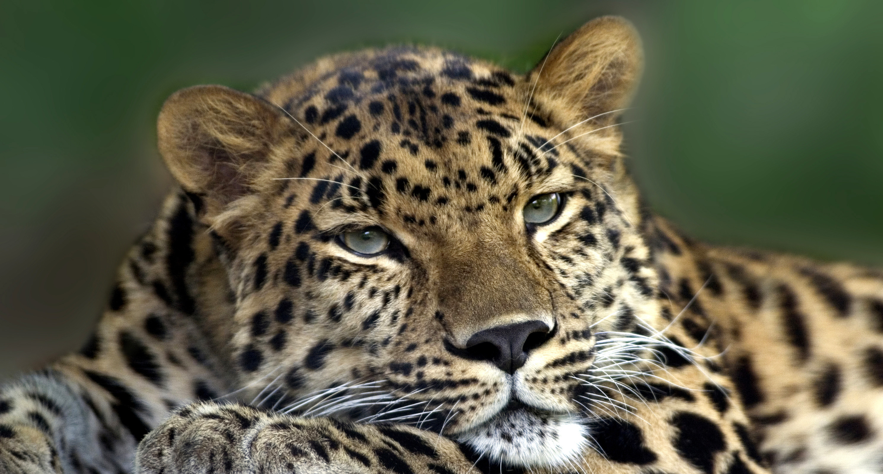 Скачати мобільні шпалери Леопард, Коти, Тварина безкоштовно.