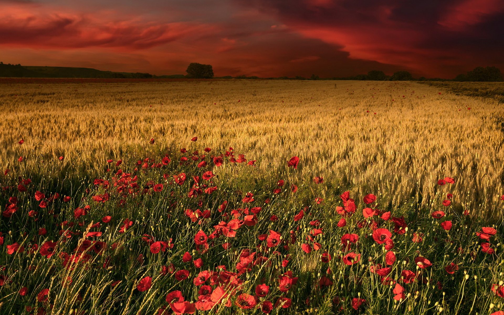 Handy-Wallpaper Landschaft, Natur, Mohn, Sommer, Blume, Feld, Rote Blume, Erde/natur kostenlos herunterladen.