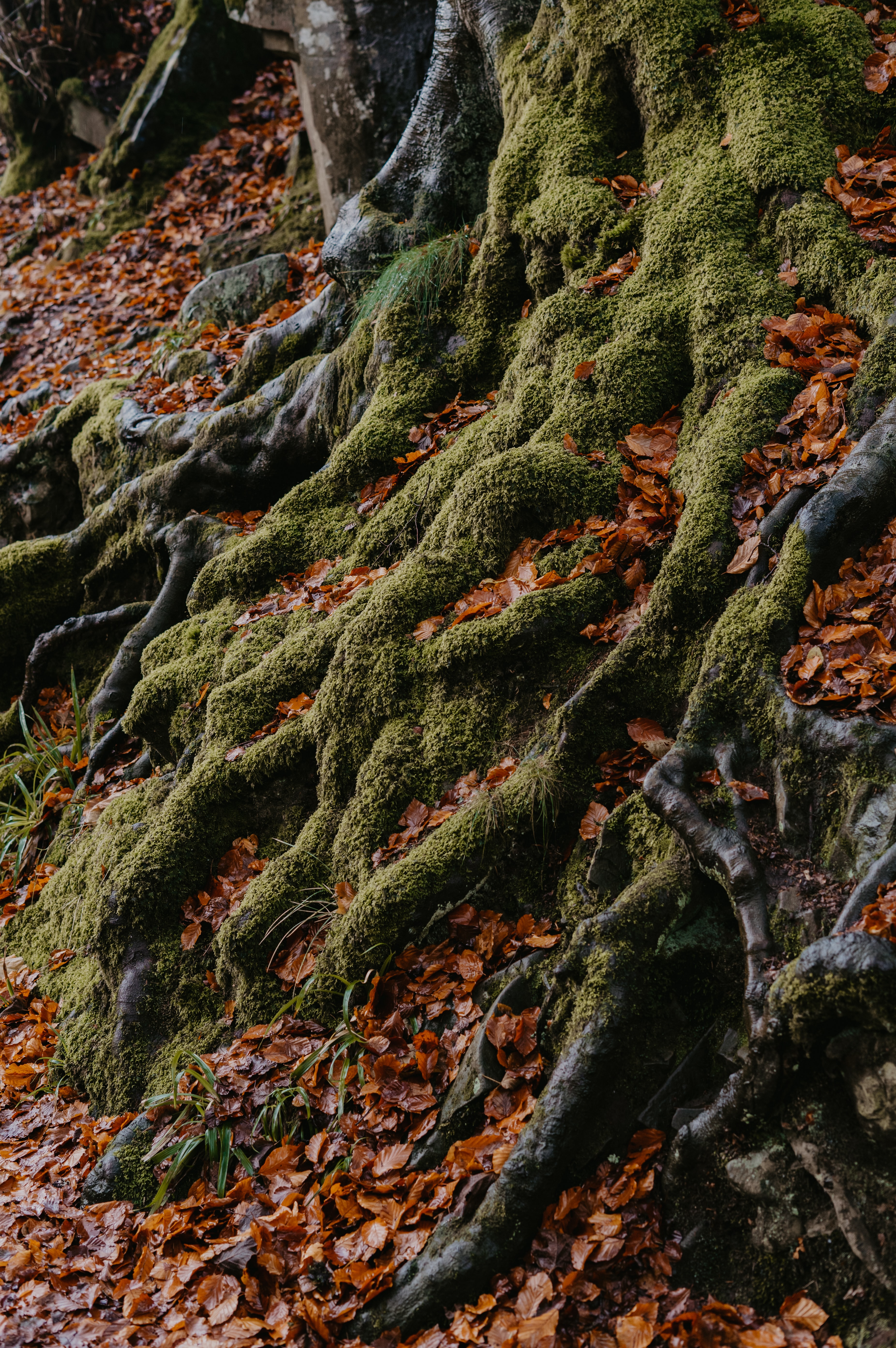 moss, roots, nature, autumn, leaves, wood, tree