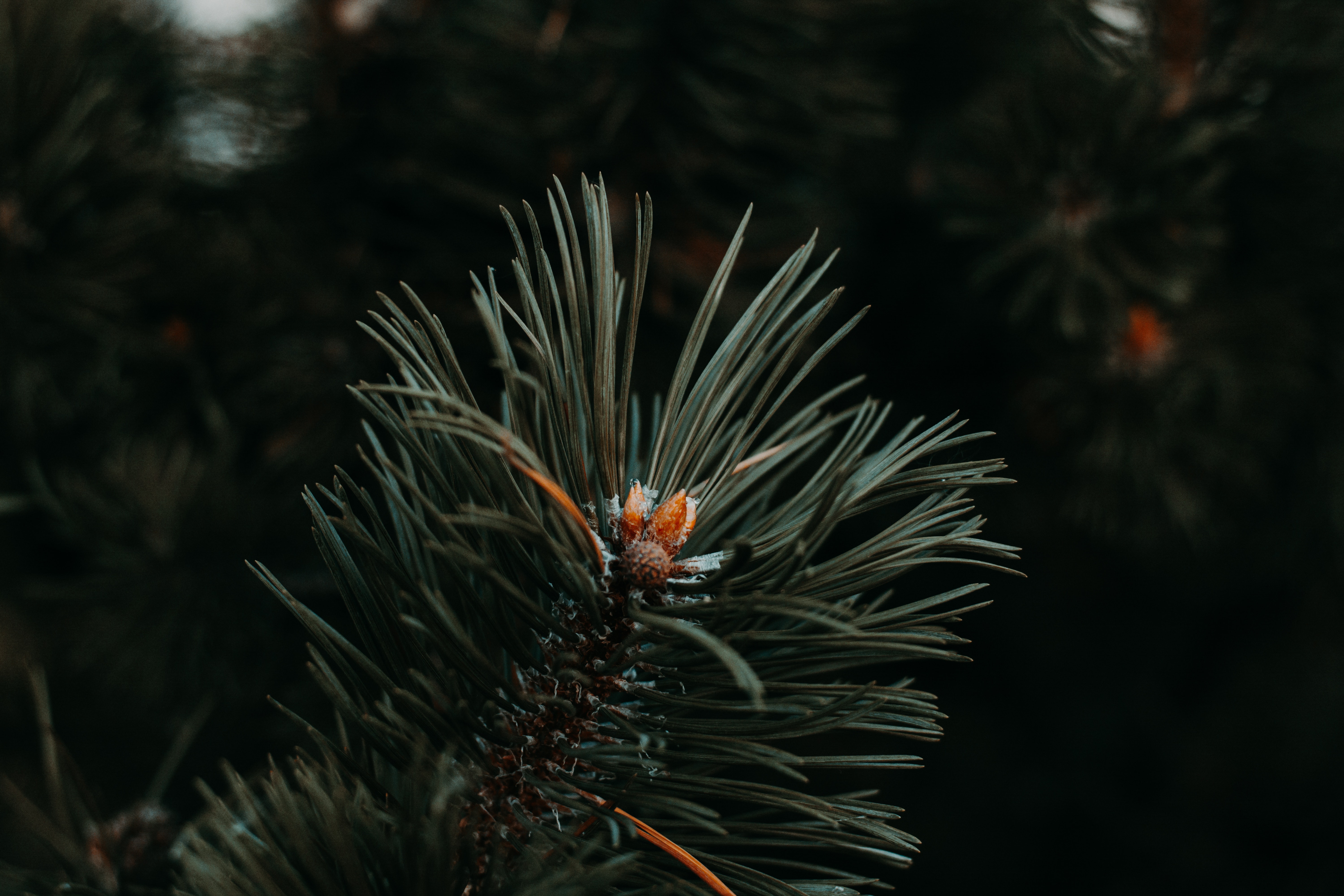 needle, green, macro, branch, spruce, fir