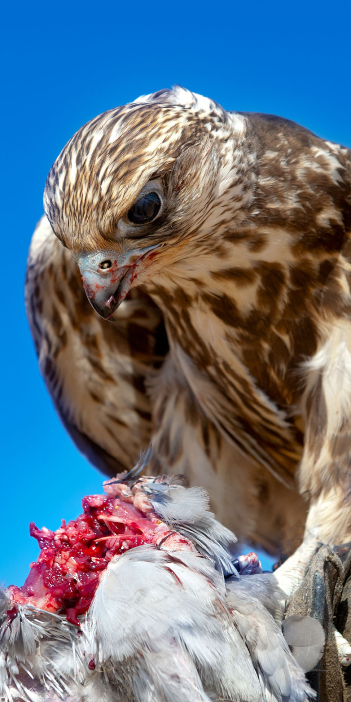 Descarga gratuita de fondo de pantalla para móvil de Animales, Pájaro, Halcón, Aves, Ave.