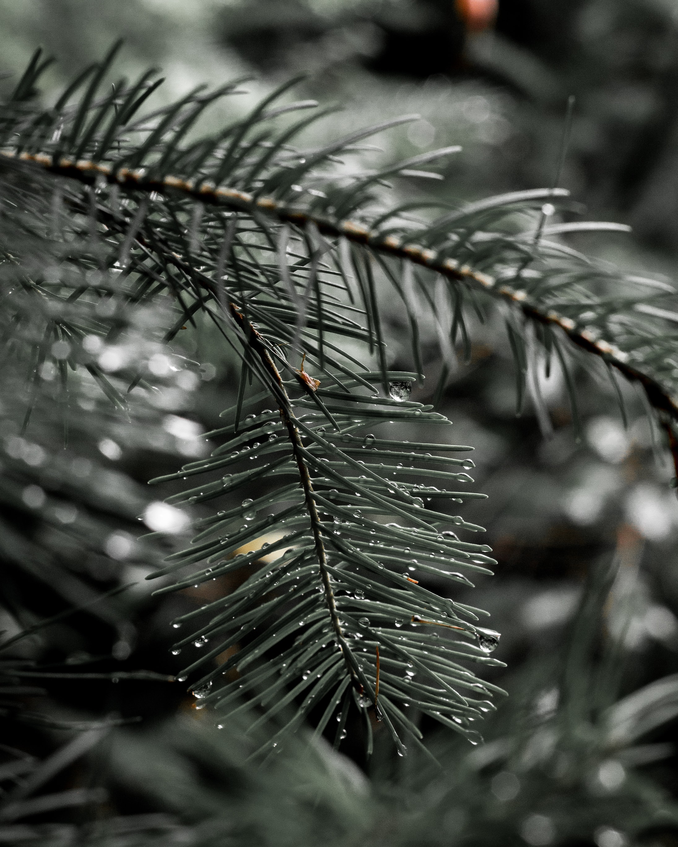 Download mobile wallpaper Fir, Spruce, Needle, Macro, Nature, Drops for free.