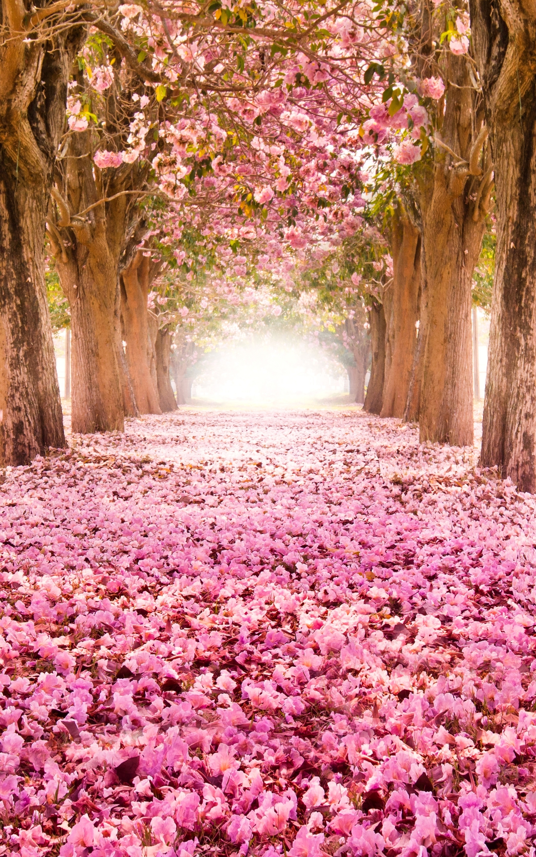 Baixar papel de parede para celular de Sakura, Flor Rosa, Parque, Árvore, Florescer, Floração, Primavera, Terra/natureza gratuito.