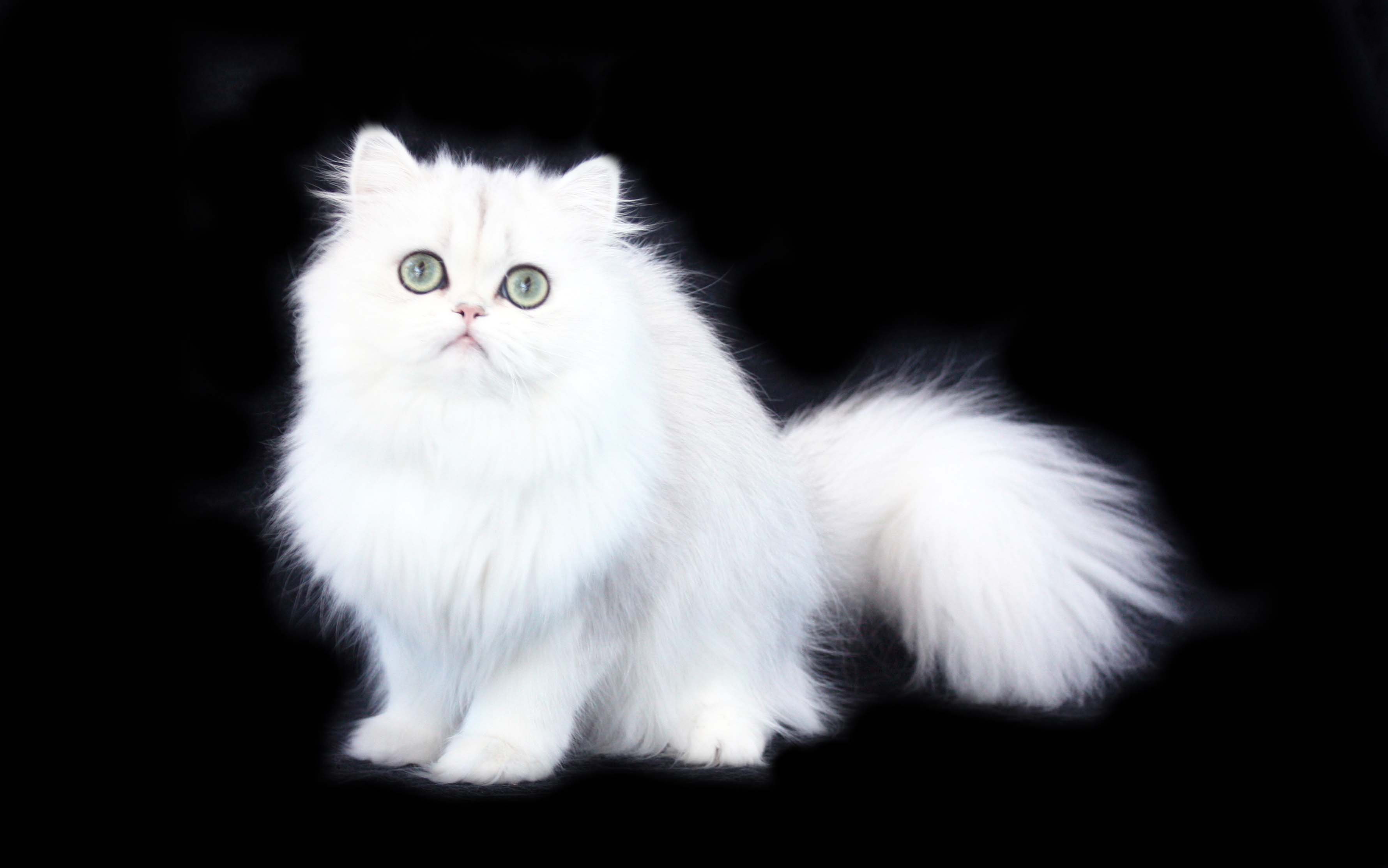 395141 descargar fondo de pantalla animales, gato, esponjoso, gato persa, gatos: protectores de pantalla e imágenes gratis