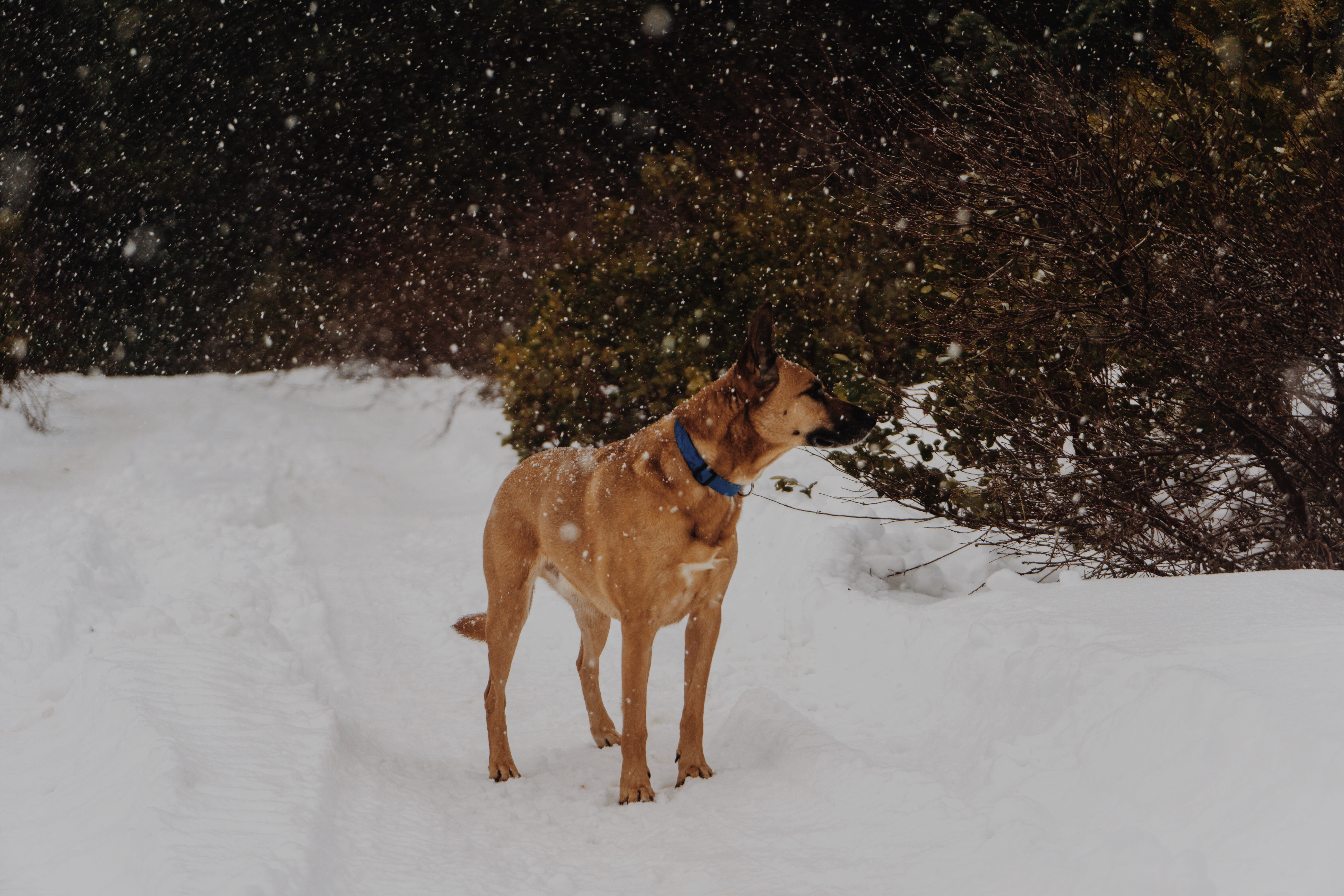 無料モバイル壁紙散歩, 動物, 犬, 降雪をダウンロードします。