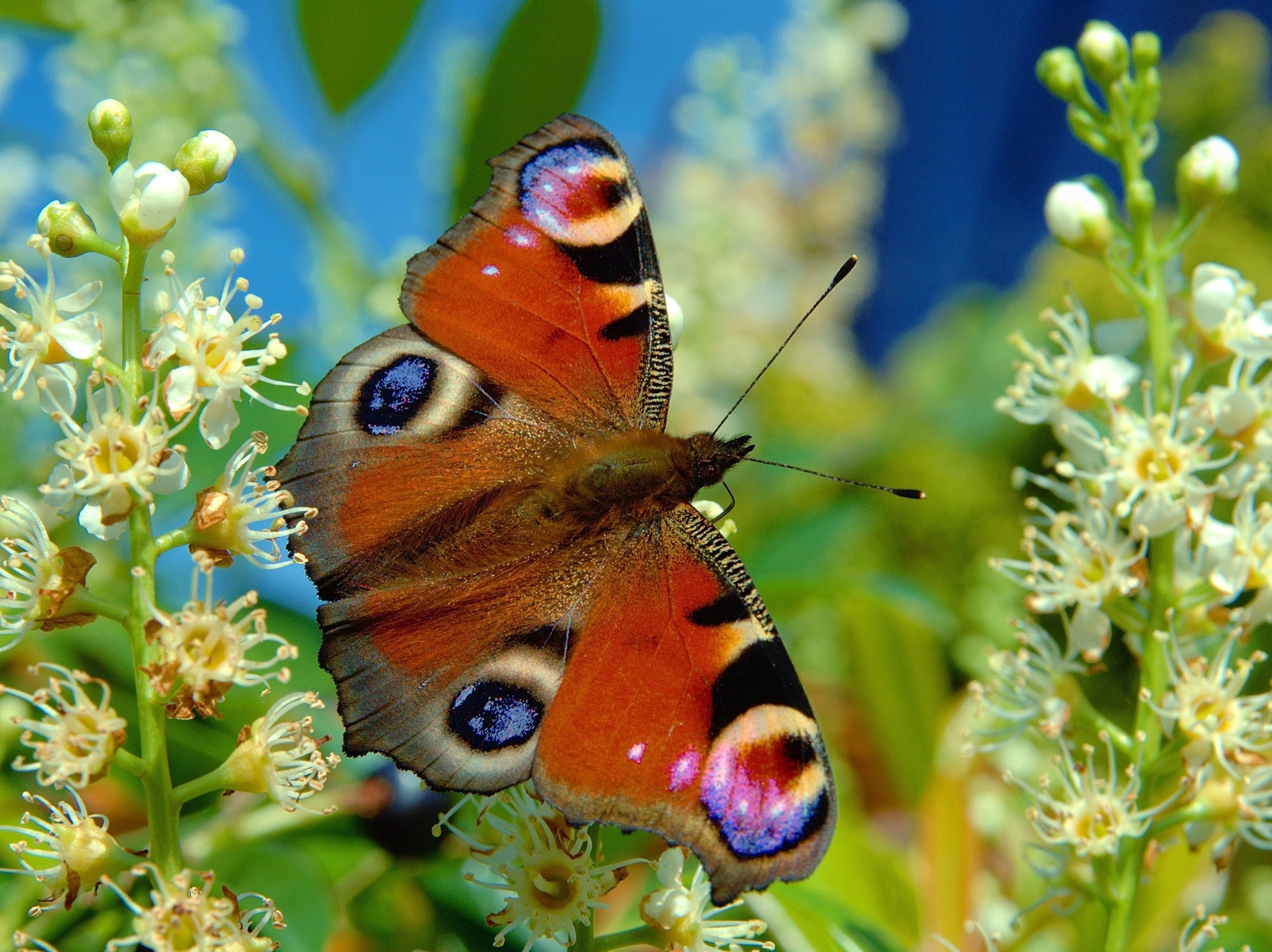 Laden Sie das Tiere, Schmetterlinge, Blume-Bild kostenlos auf Ihren PC-Desktop herunter