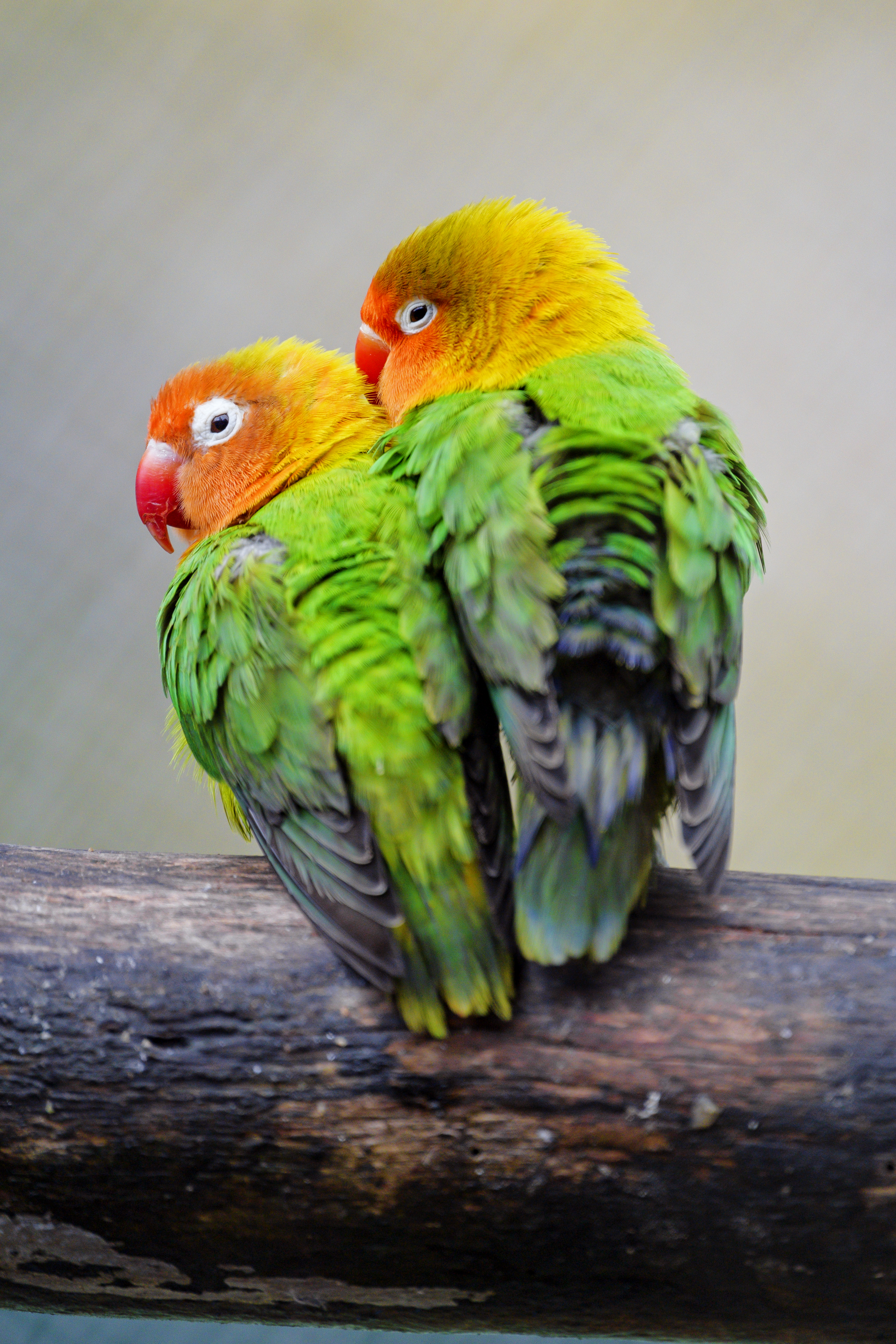 birds, parrots, pair, animals, multicolored, motley, couple, lovebirds, inseparables HD wallpaper