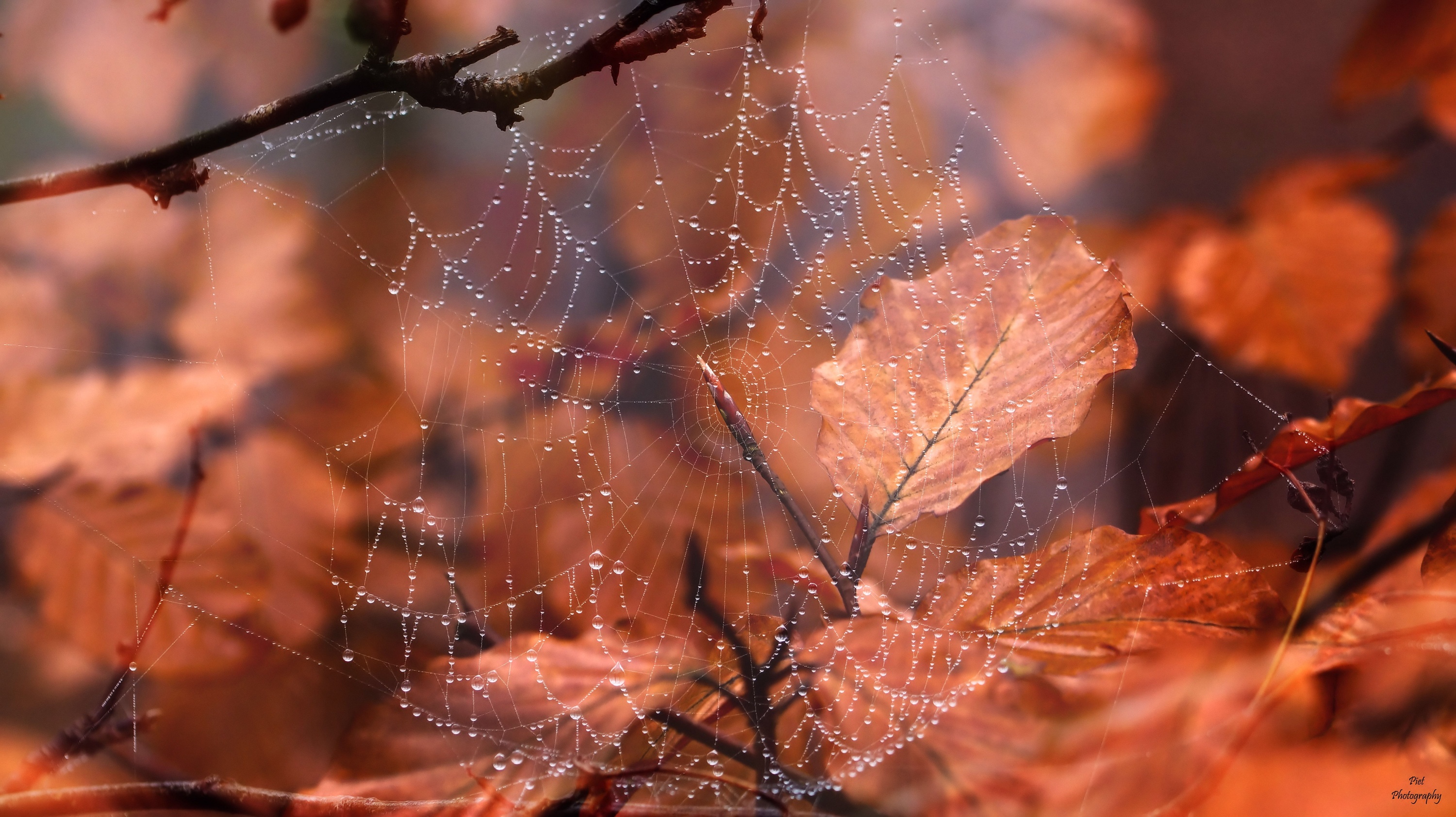Free download wallpaper Macro, Leaf, Fall, Photography, Spider Web on your PC desktop