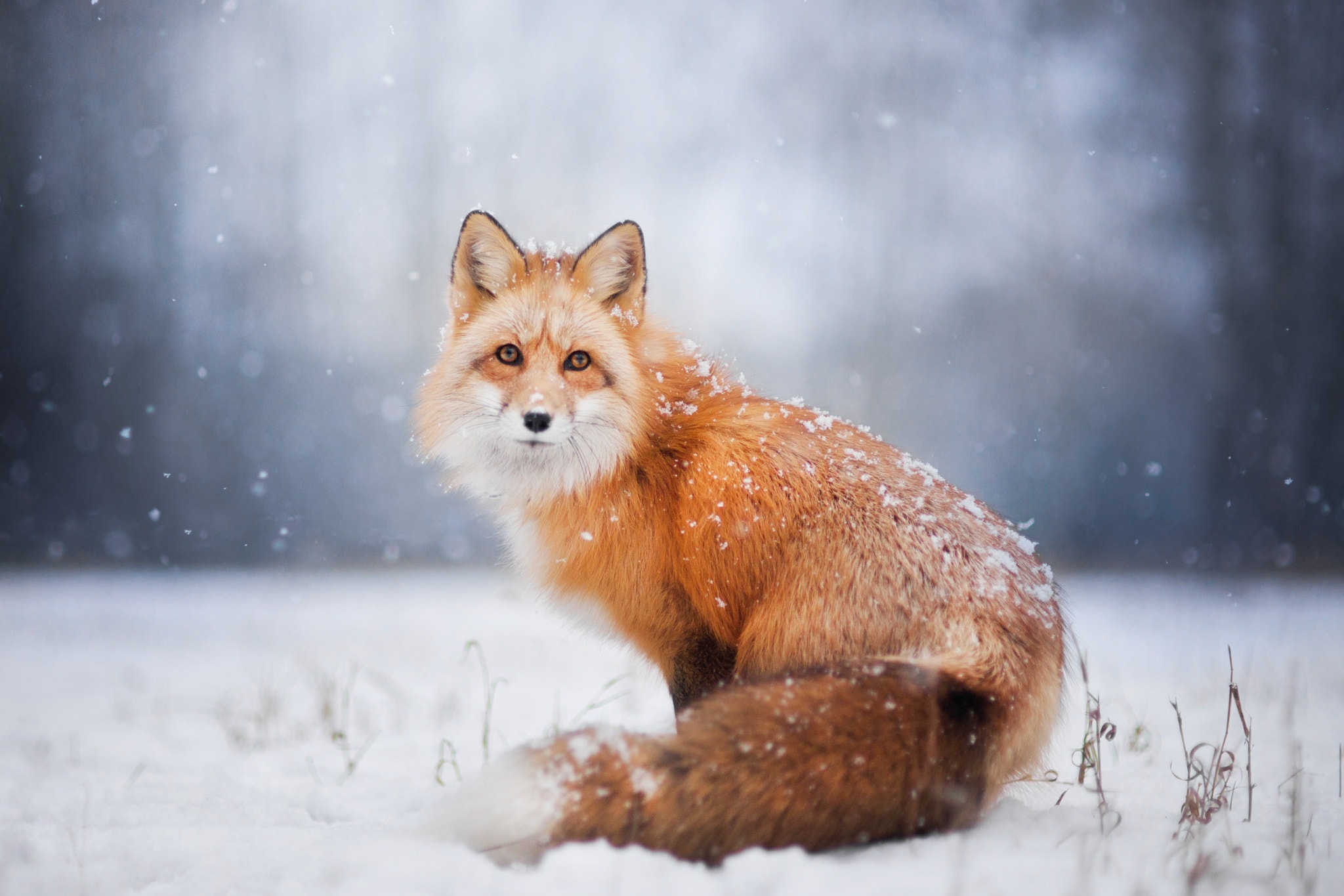 Download mobile wallpaper Winter, Snow, Fox, Animal, Snowfall, Depth Of Field for free.