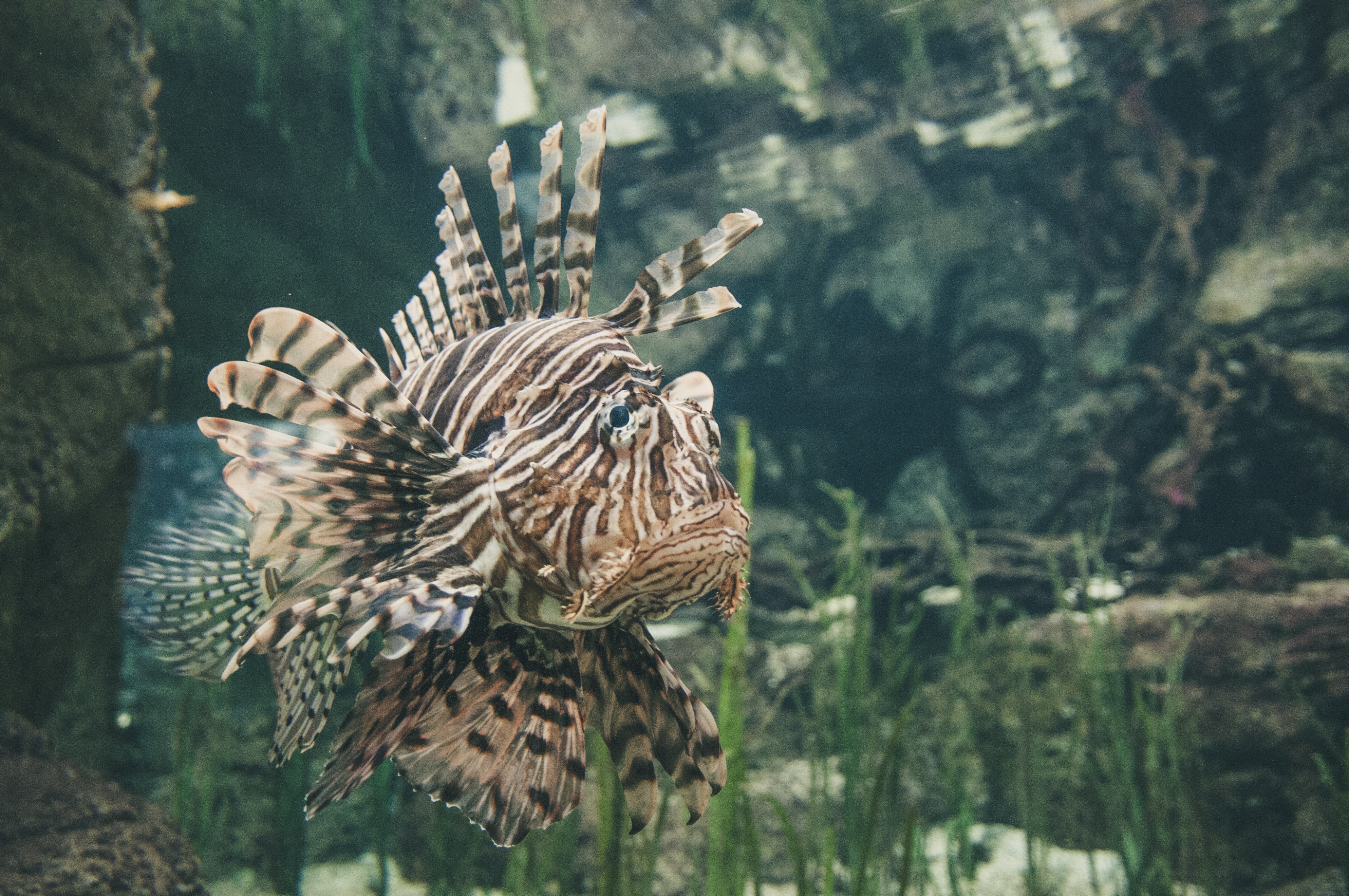 Free download wallpaper Fishes, Animal, Fish, Lionfish on your PC desktop