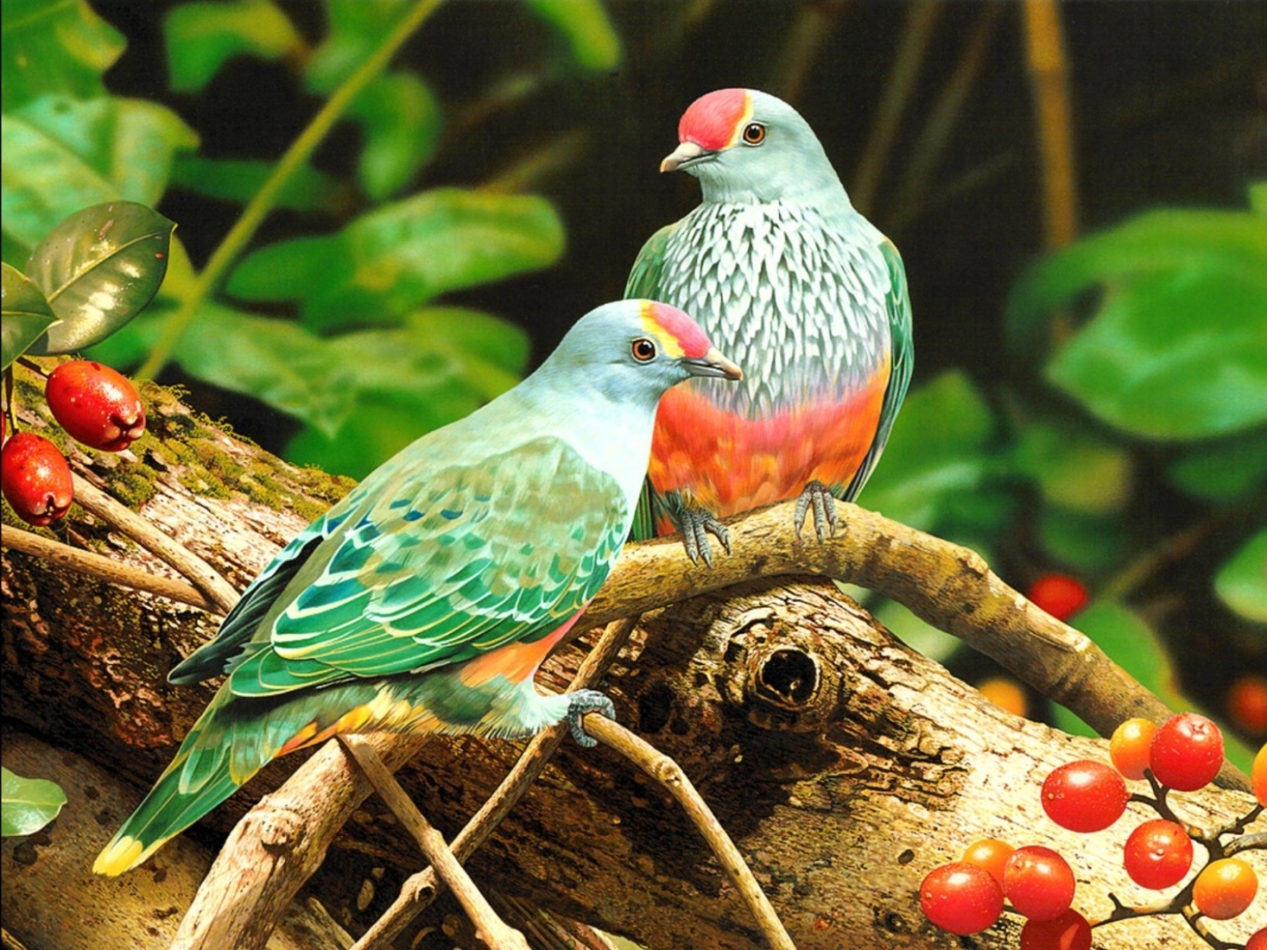 Descarga gratis la imagen Animales, Birds en el escritorio de tu PC