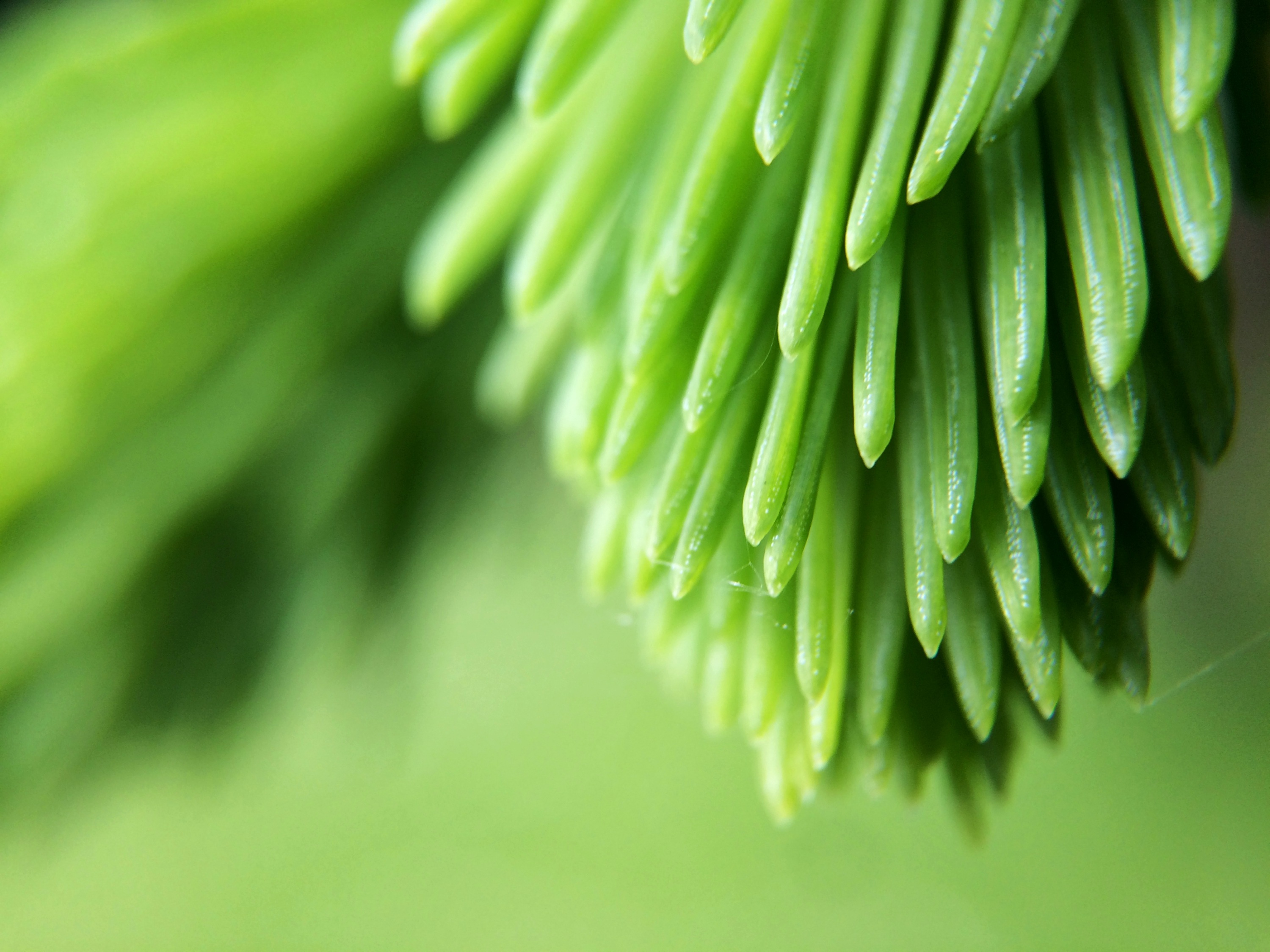 Download mobile wallpaper Macro, Branch, Smooth, Plant, Blur for free.
