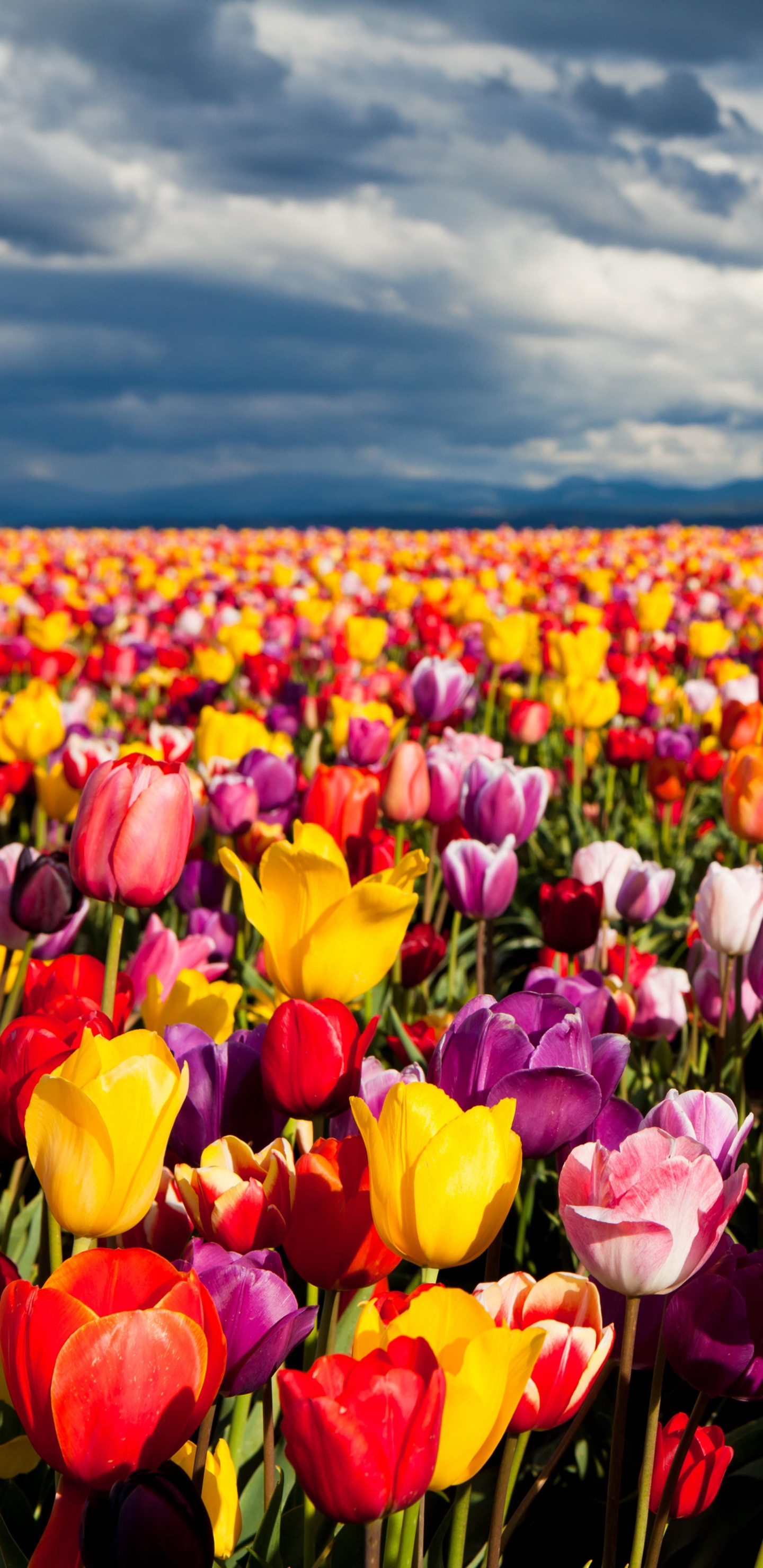 Free download wallpaper Landscape, Nature, Flowers, Flower, Earth, Field, Colorful, Tulip on your PC desktop