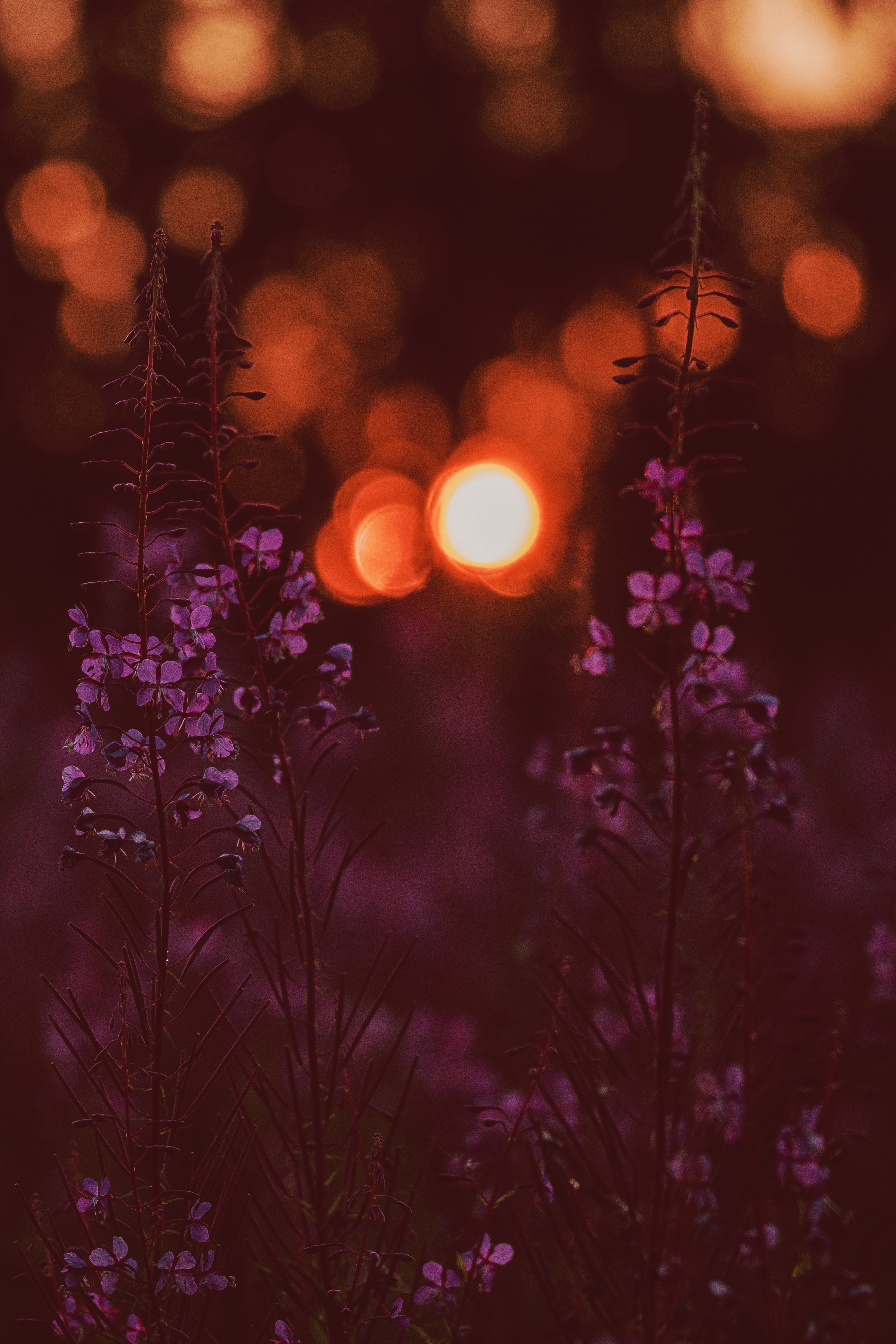 Download mobile wallpaper Smooth, Boquet, Glare, Sunset, Flowers, Bokeh, Blur for free.
