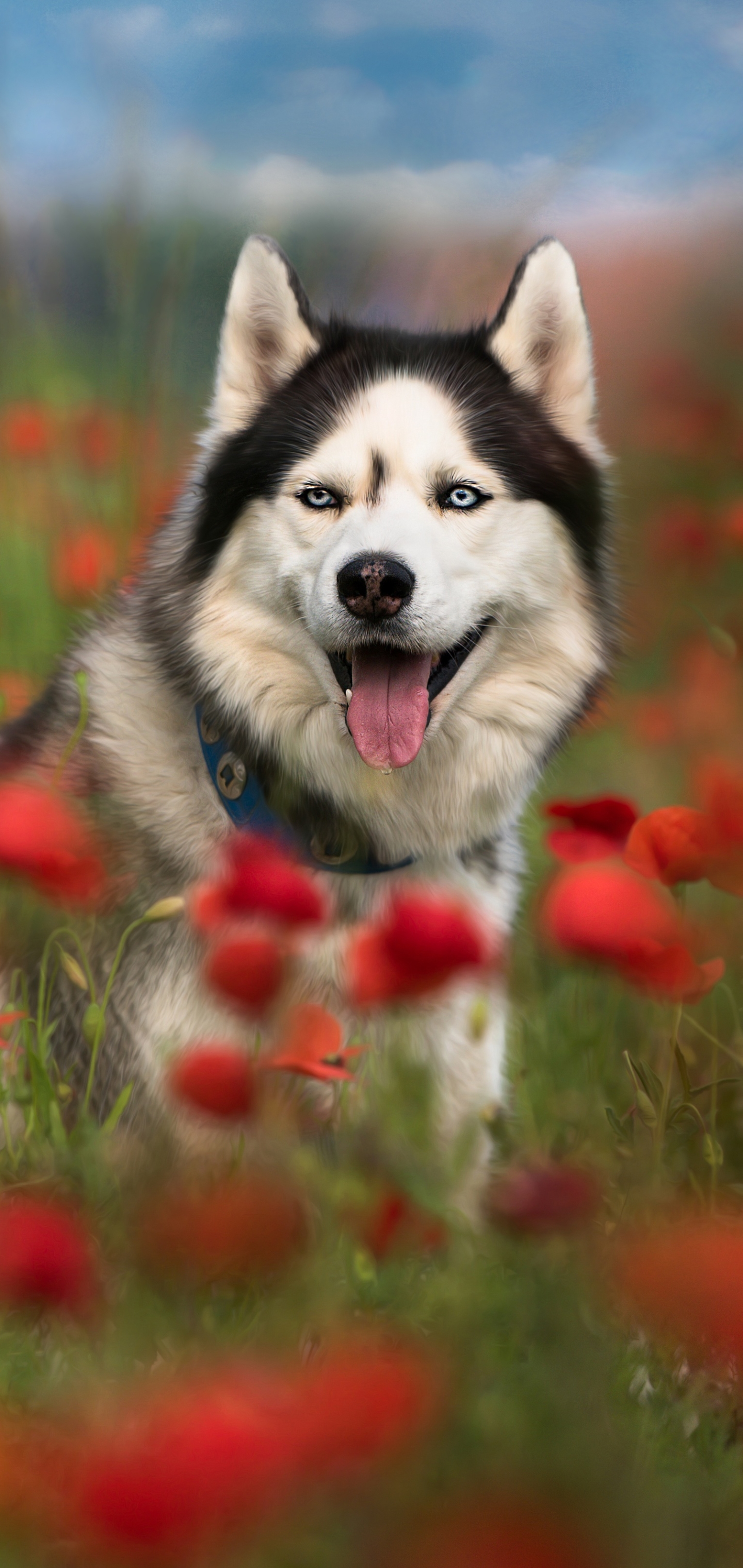 Free download wallpaper Dogs, Summer, Dog, Animal, Husky, Poppy, Red Flower, Depth Of Field on your PC desktop