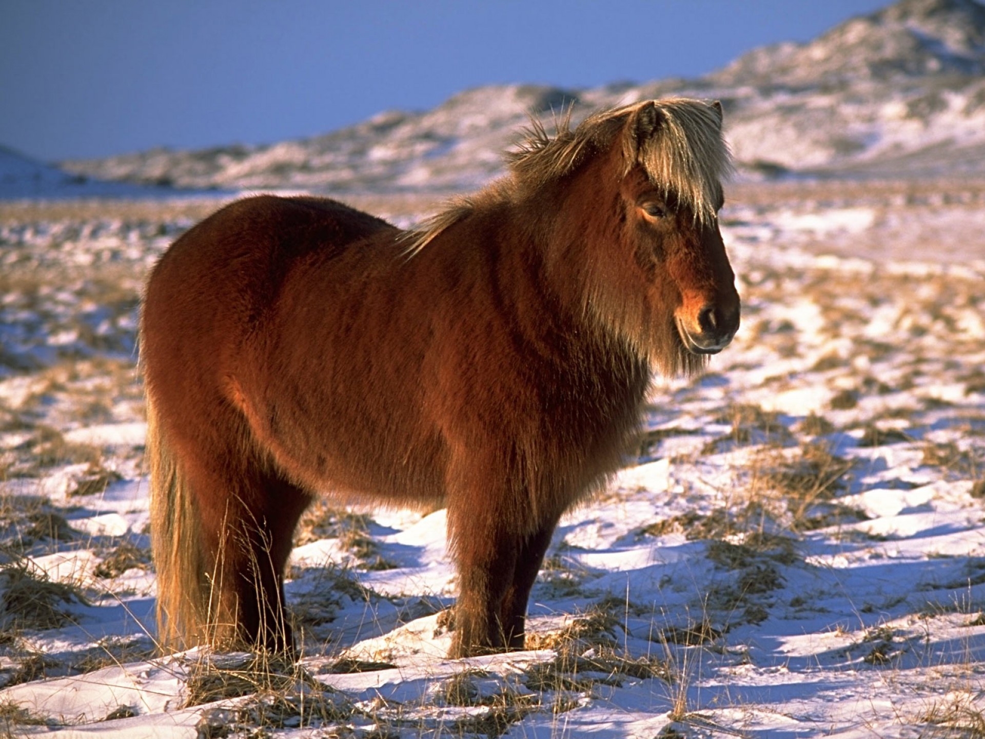 Download mobile wallpaper Snow, Pony, Animals, Horse for free.