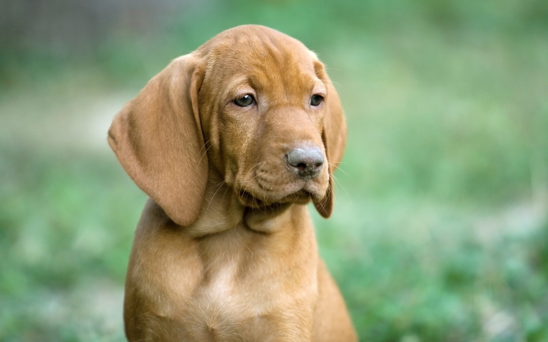 Téléchargez gratuitement l'image Animaux, Chien sur le bureau de votre PC