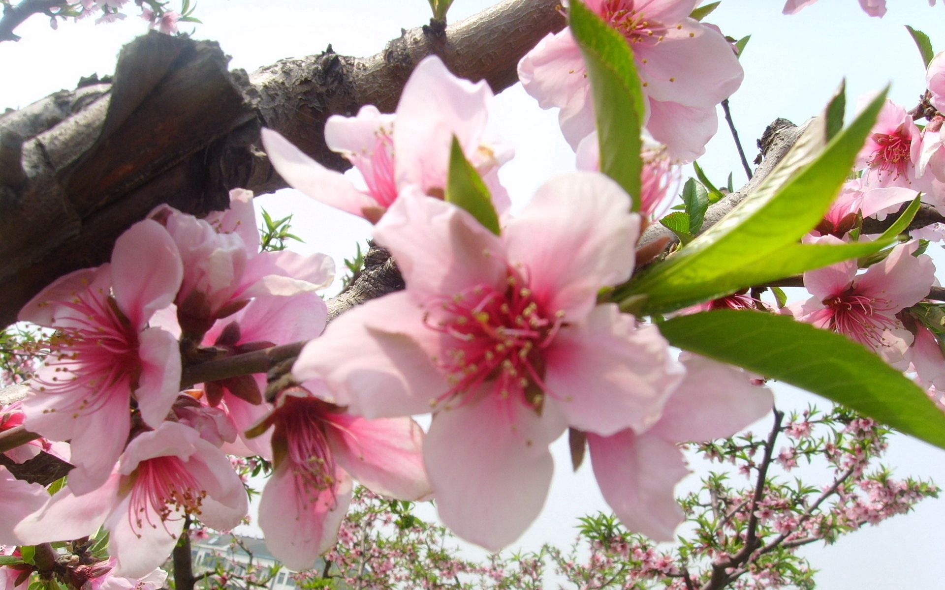 Free download wallpaper Flowers, Wood, Tree, Flowering, Branch, Close Up, Bloom, Spring on your PC desktop