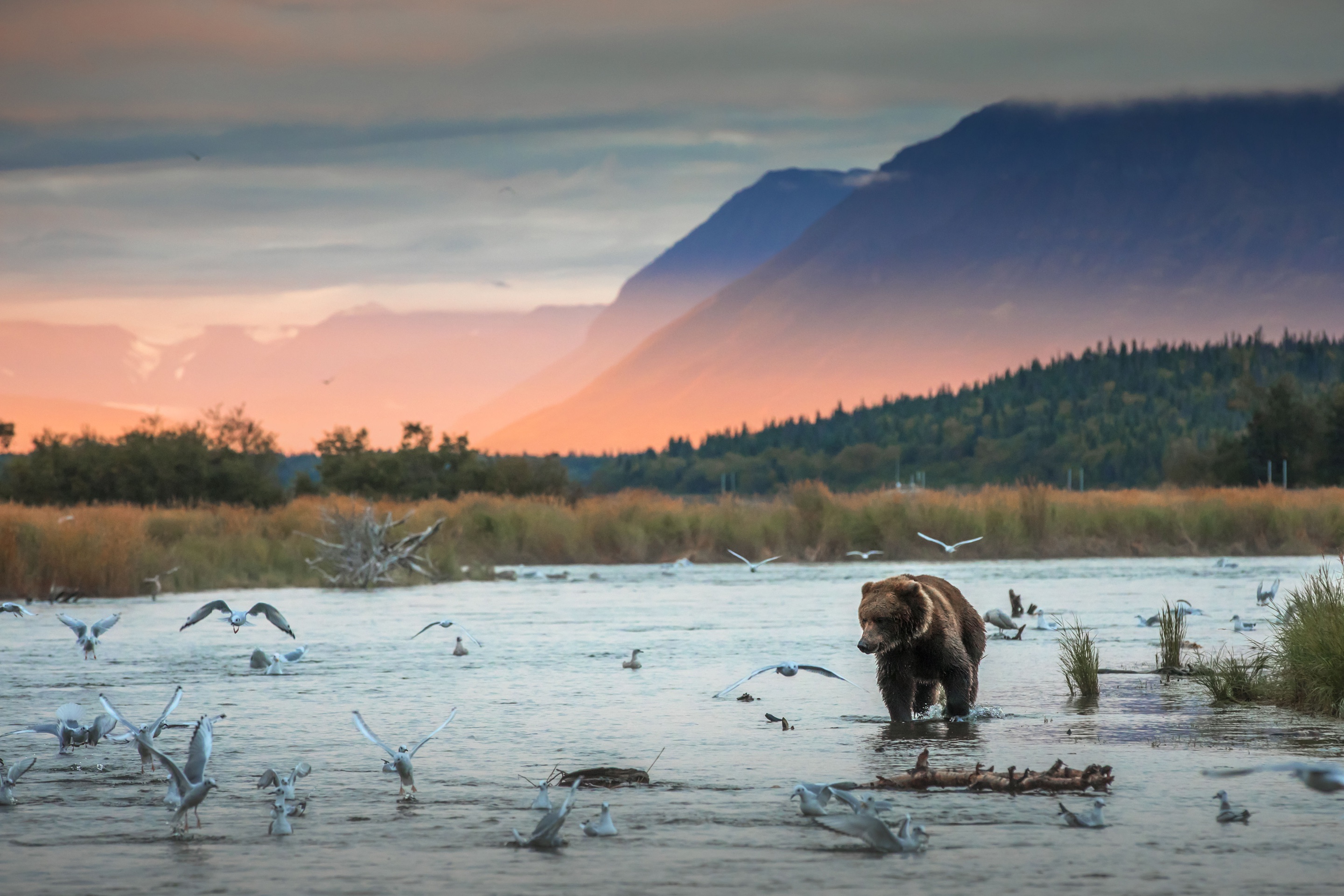 Free download wallpaper Bears, Bear, Animal, River on your PC desktop