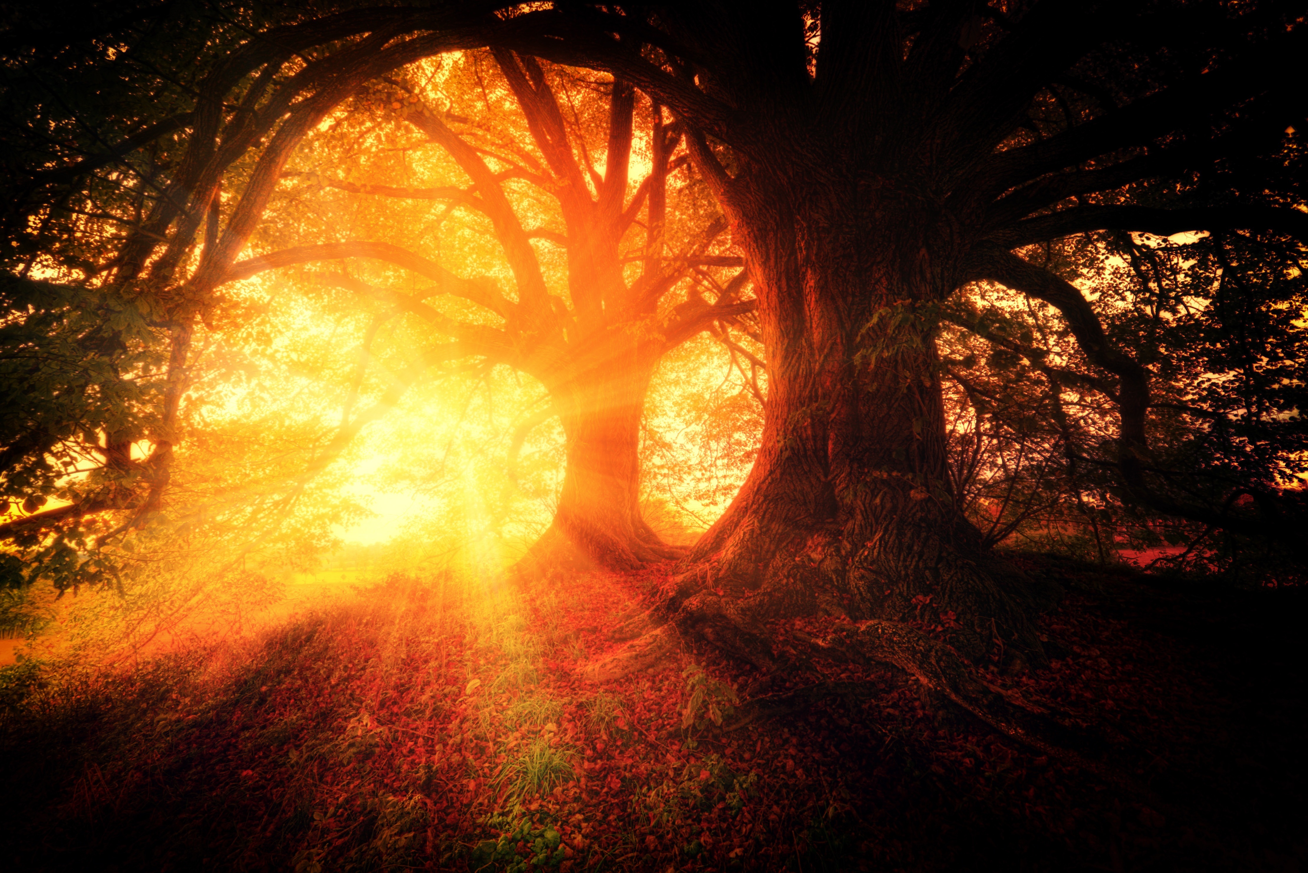 Download mobile wallpaper Trees, Sunlight, Forest, Autumn, Nature, Light, Shine for free.