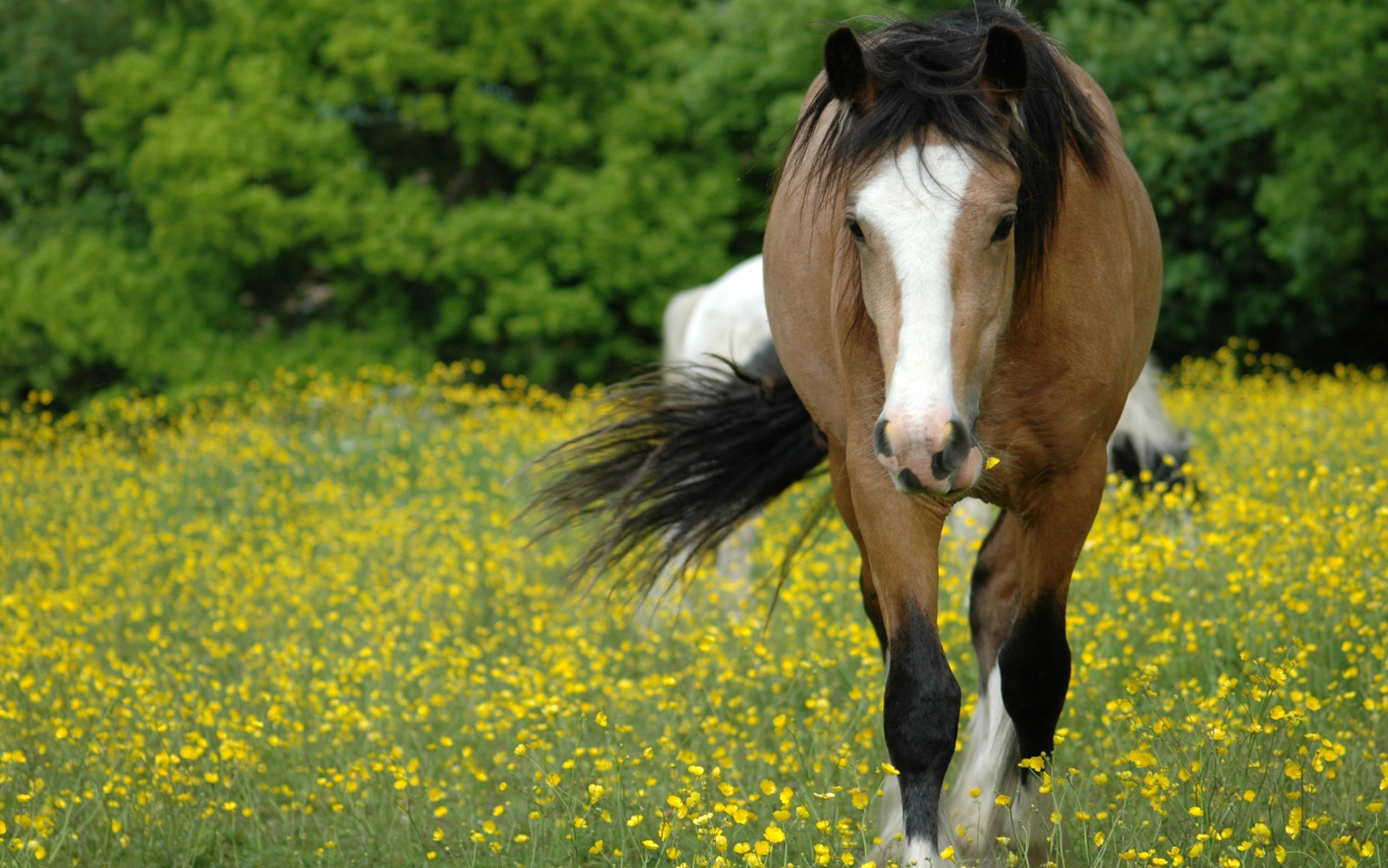 Baixe gratuitamente a imagem Animais, Cavalo na área de trabalho do seu PC