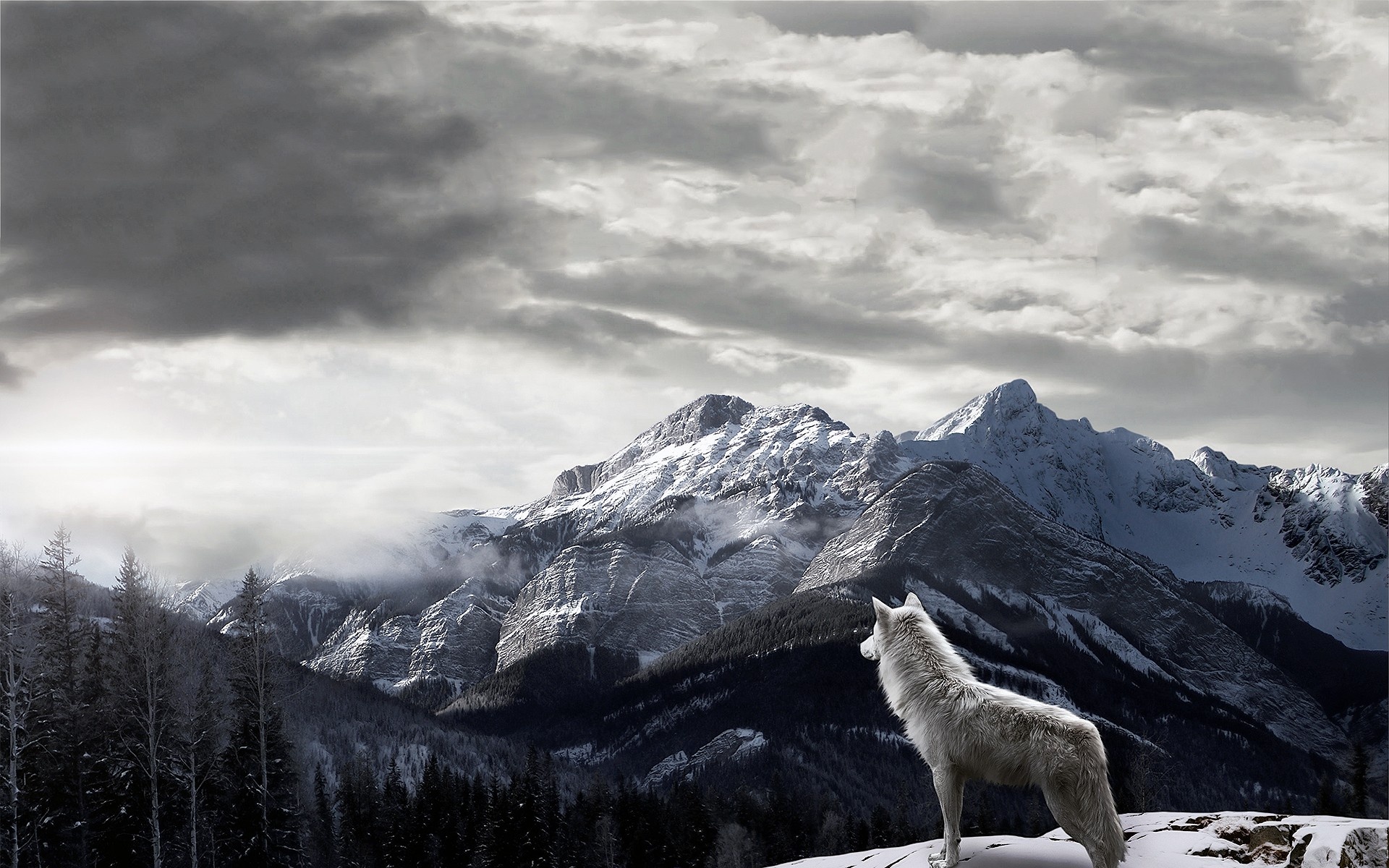 Téléchargez des papiers peints mobile Animaux, Montagne, Loup, Wolves gratuitement.
