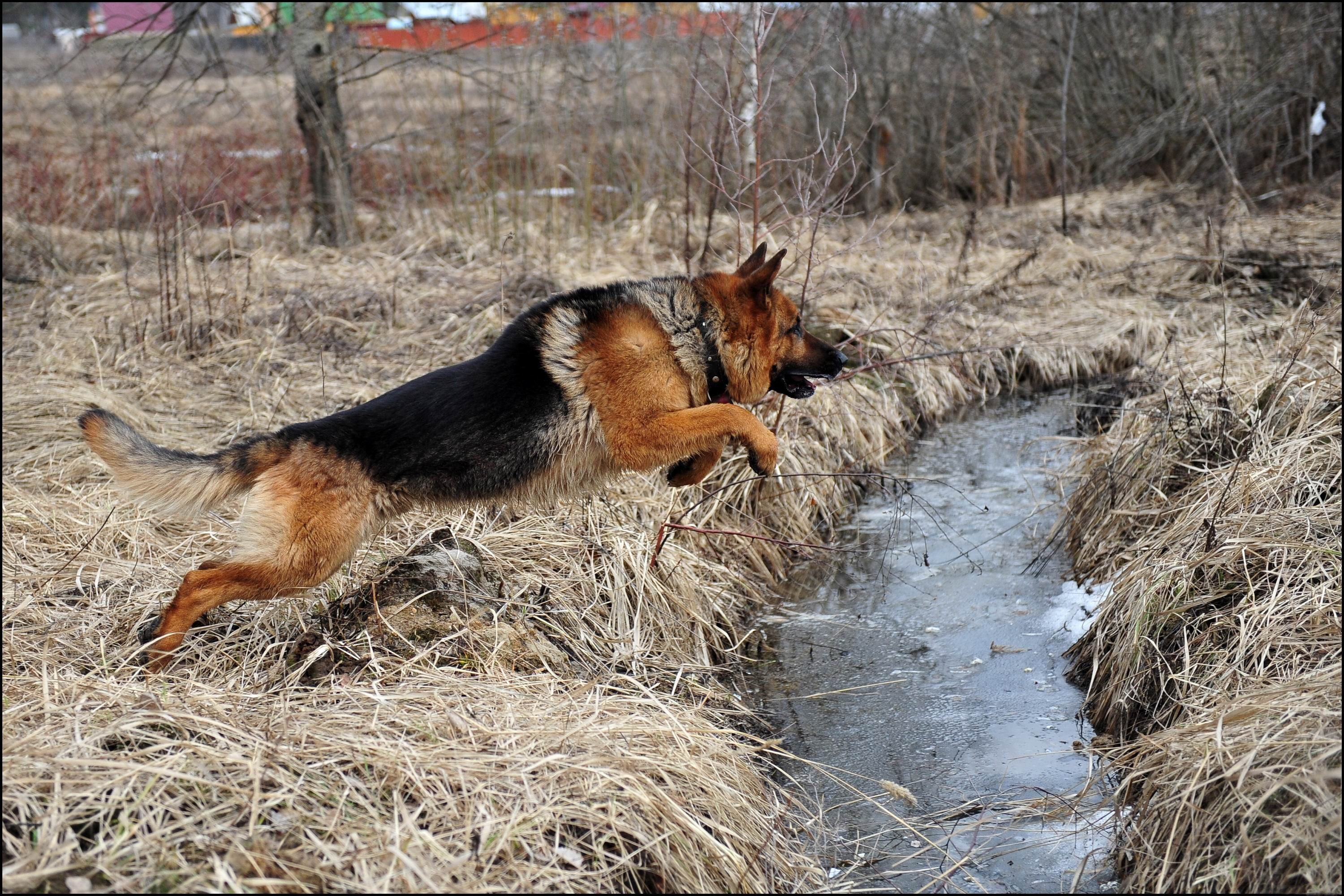 284911 descargar imagen animales, pastor alemán, perros: fondos de pantalla y protectores de pantalla gratis