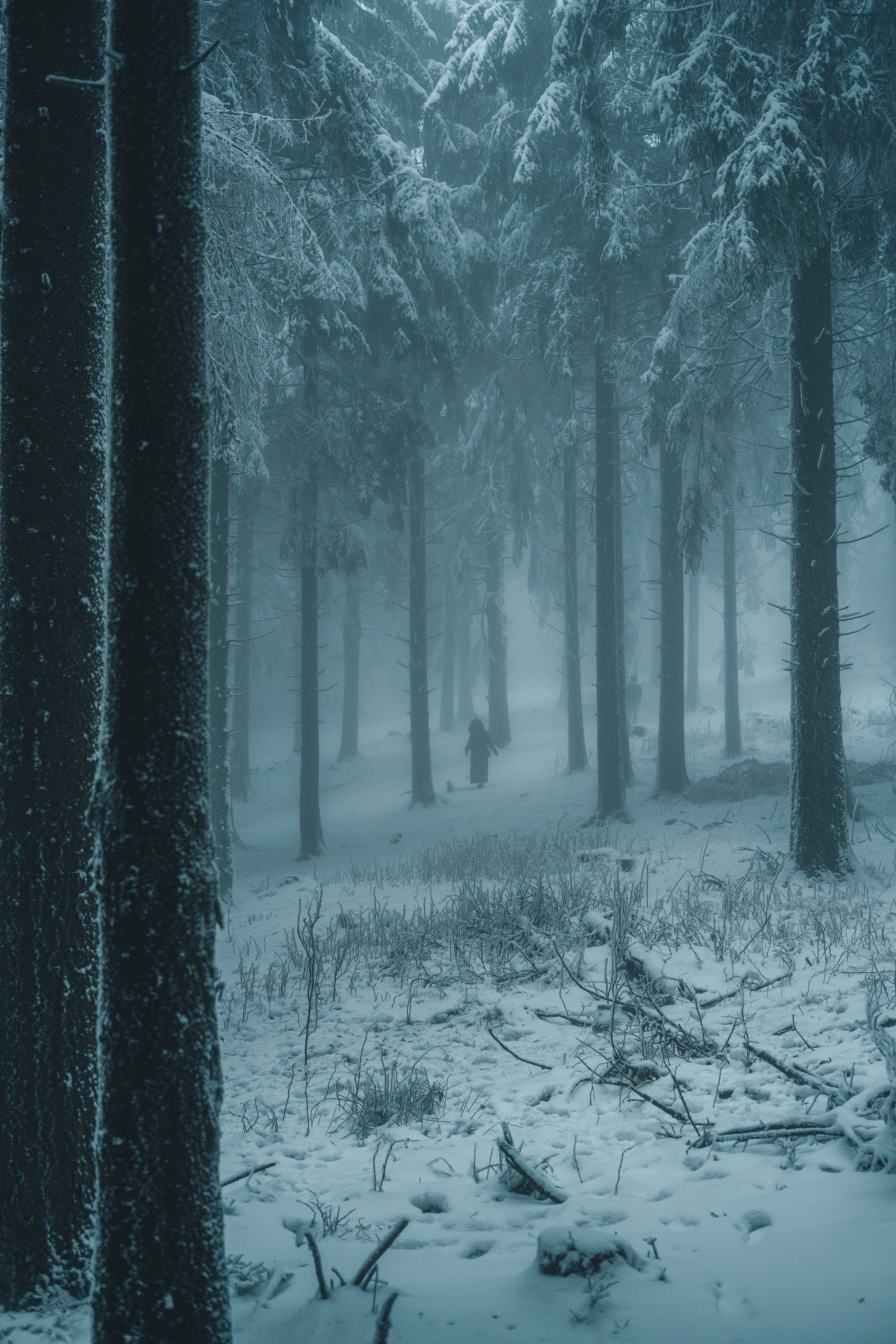 Laden Sie das Nebel, Natur, Wald, Silhouetten, Schnee, Winter, Menschen-Bild kostenlos auf Ihren PC-Desktop herunter