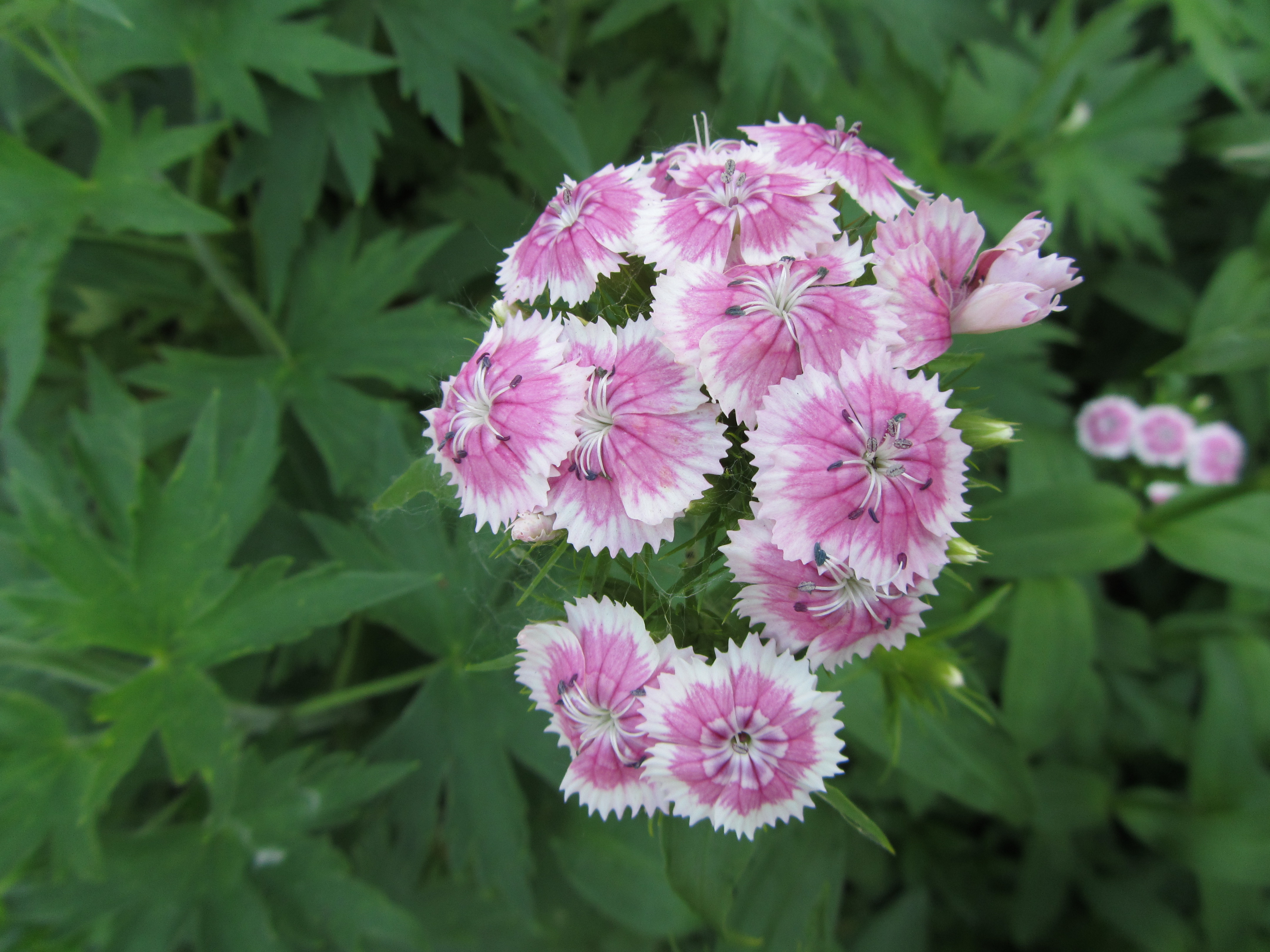 Téléchargez gratuitement l'image Fleur, Terre/nature sur le bureau de votre PC