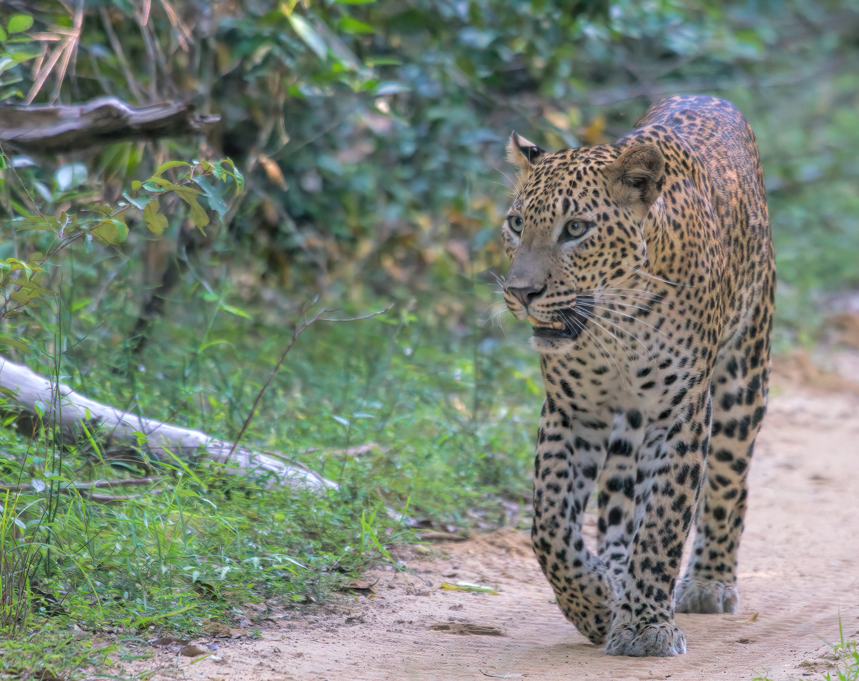 Download mobile wallpaper Wild, Animals, Predator, Animal, Leopard, Big Cat for free.