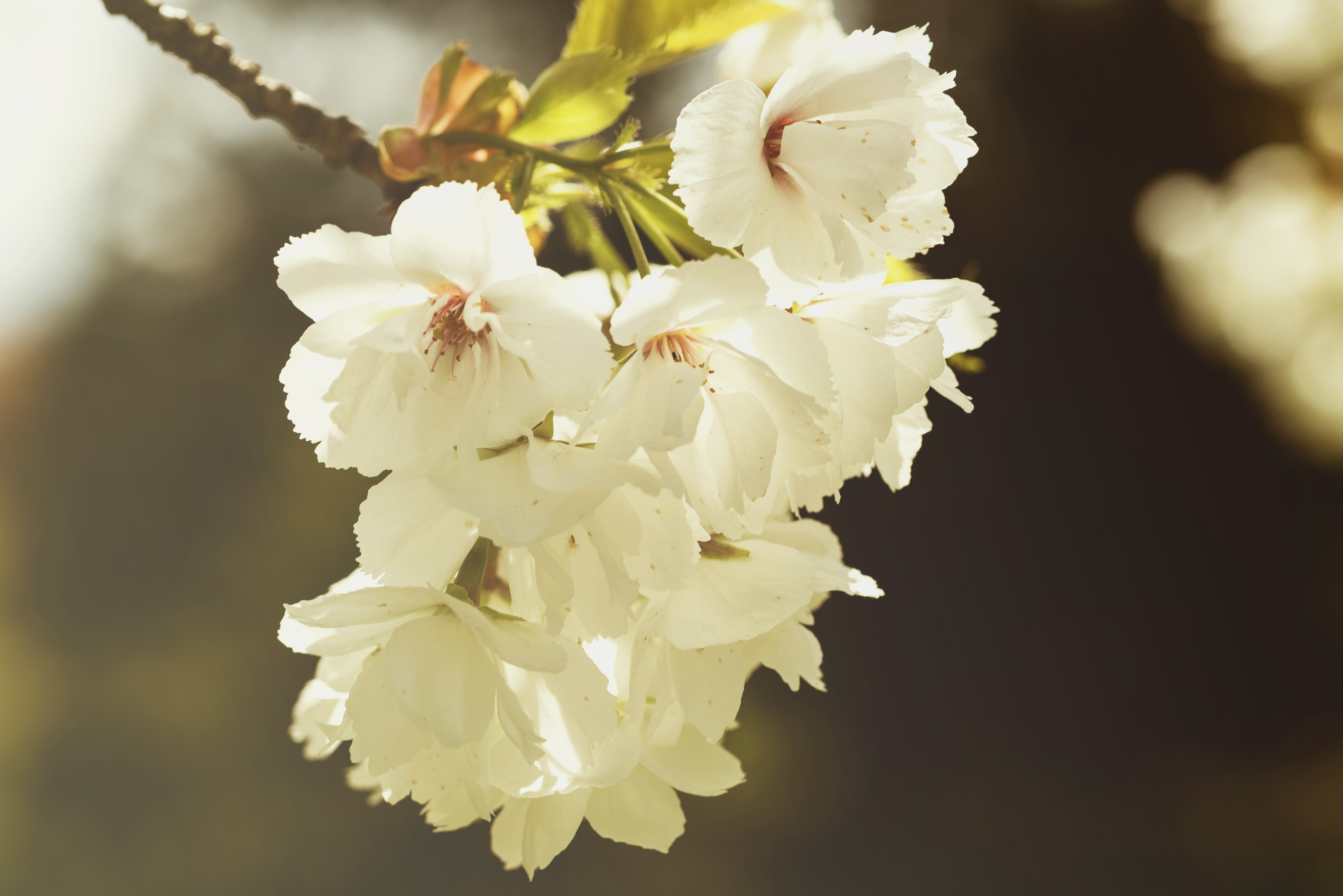 Download mobile wallpaper Nature, Flowers, Flower, Earth, Spring, White Flower, Blossom for free.
