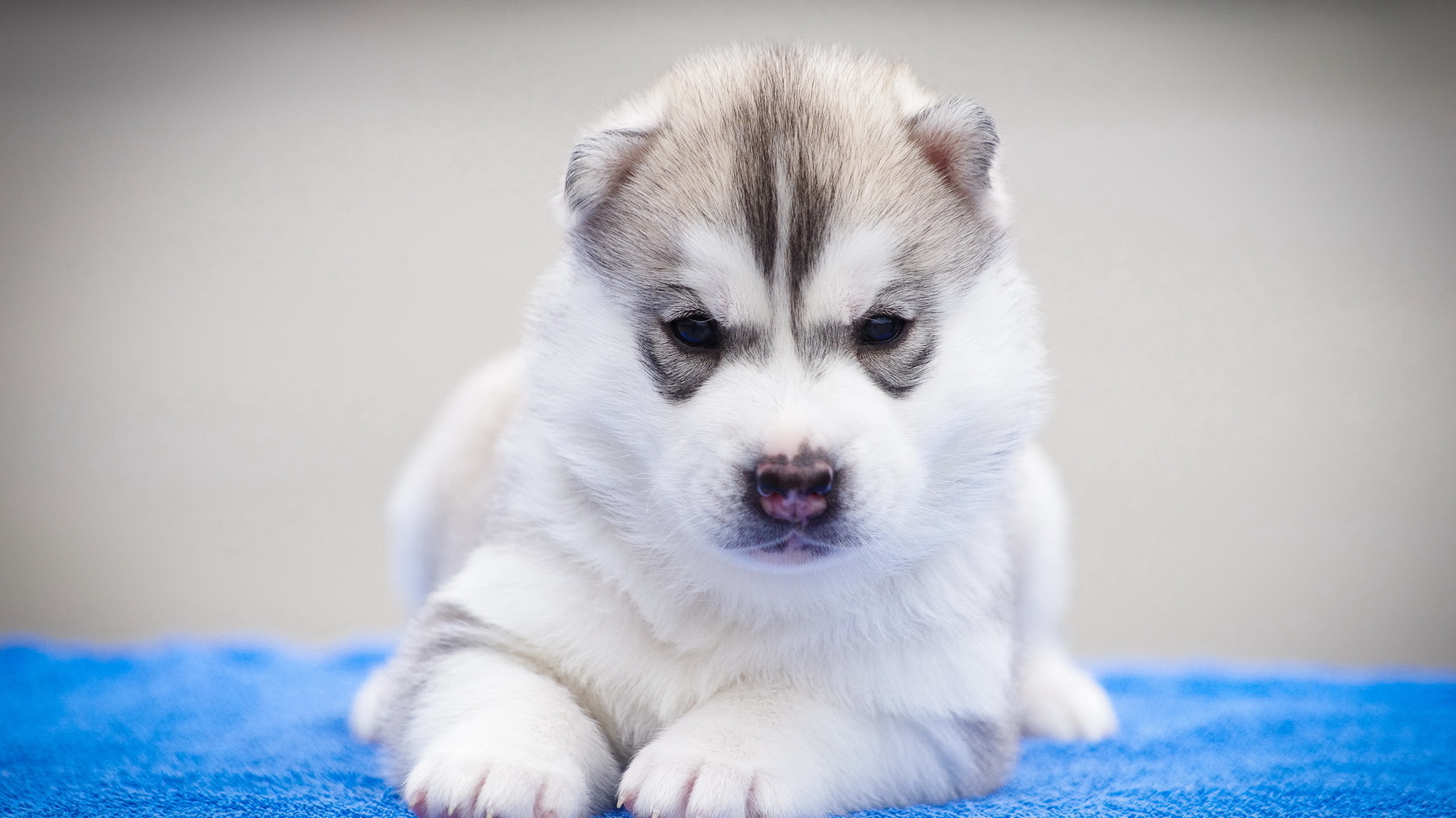 Download mobile wallpaper Dog, Animal, Puppy, Husky for free.