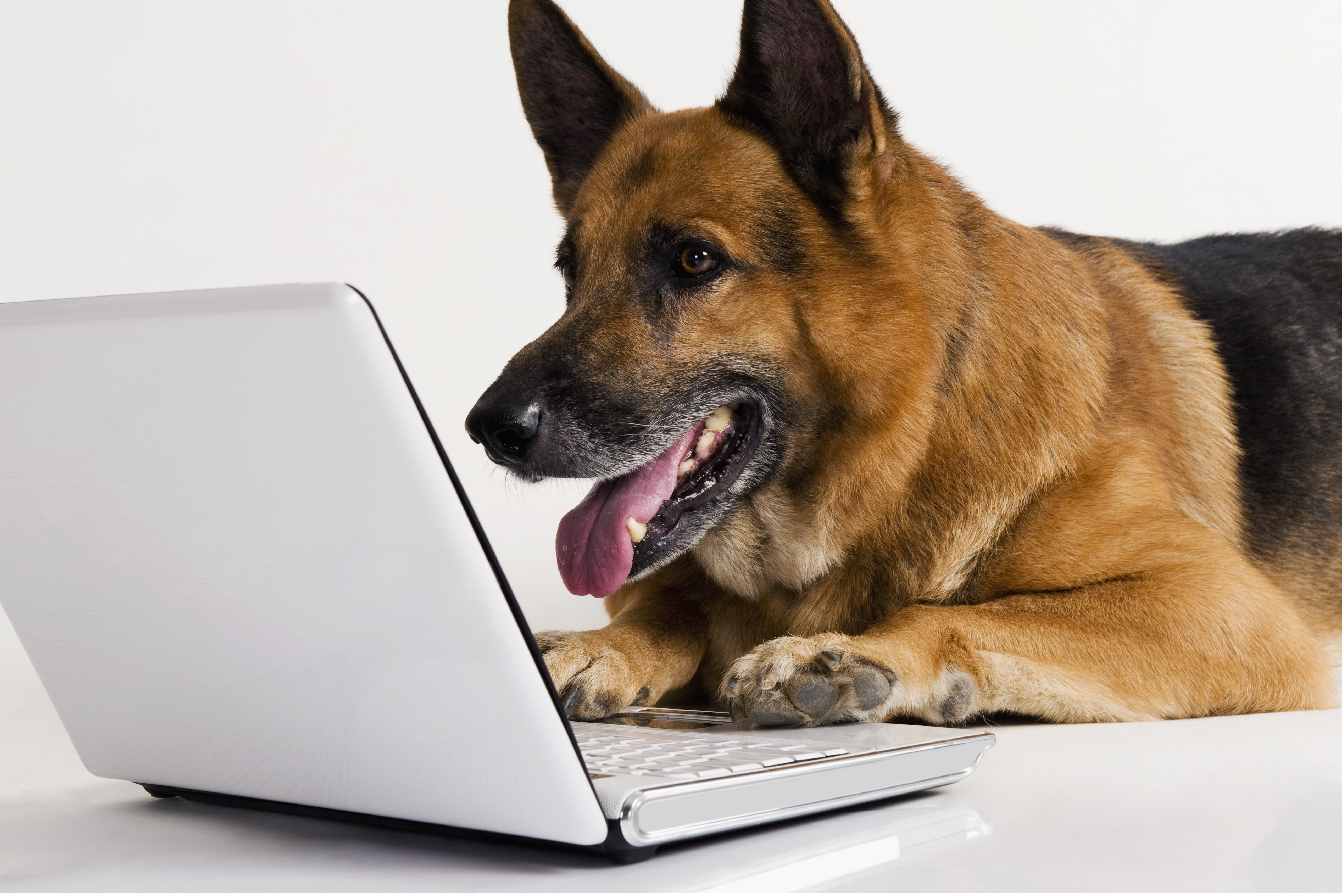 302193 descargar fondo de pantalla animales, pastor alemán, perros: protectores de pantalla e imágenes gratis