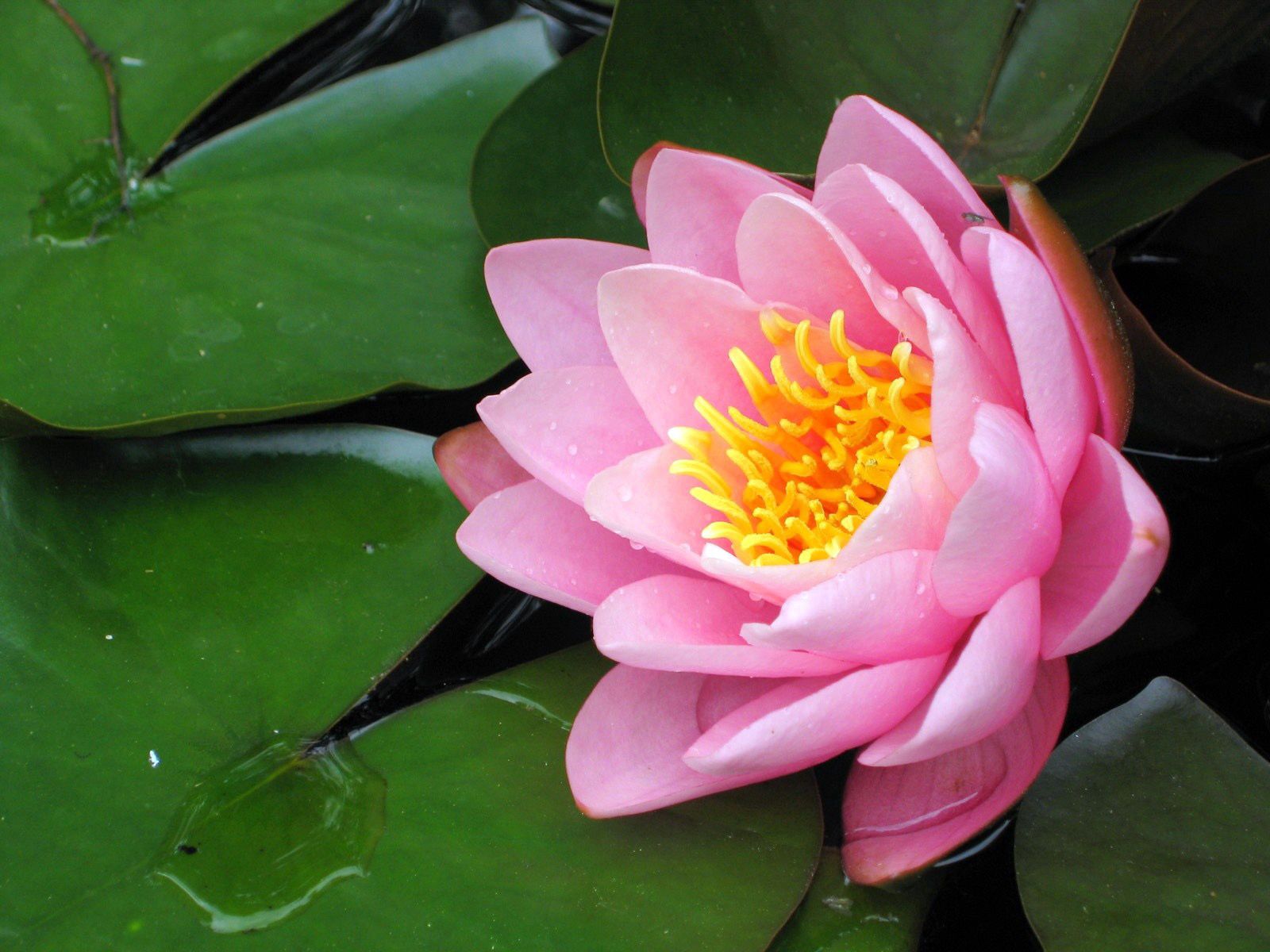 Free download wallpaper Flowers, Water, Leaves, Close Up, Water Lily on your PC desktop