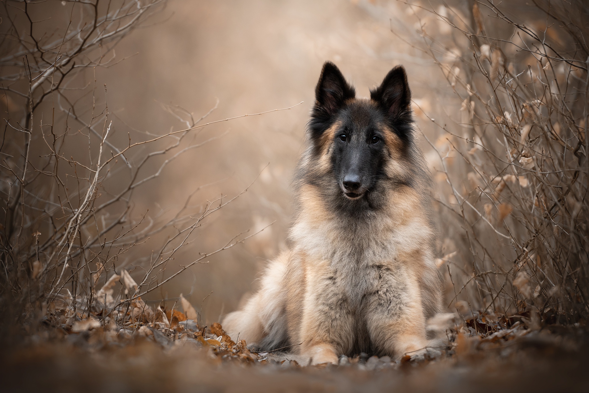 Download mobile wallpaper Dogs, Dog, Animal, Belgian Shepherd, Malinois for free.