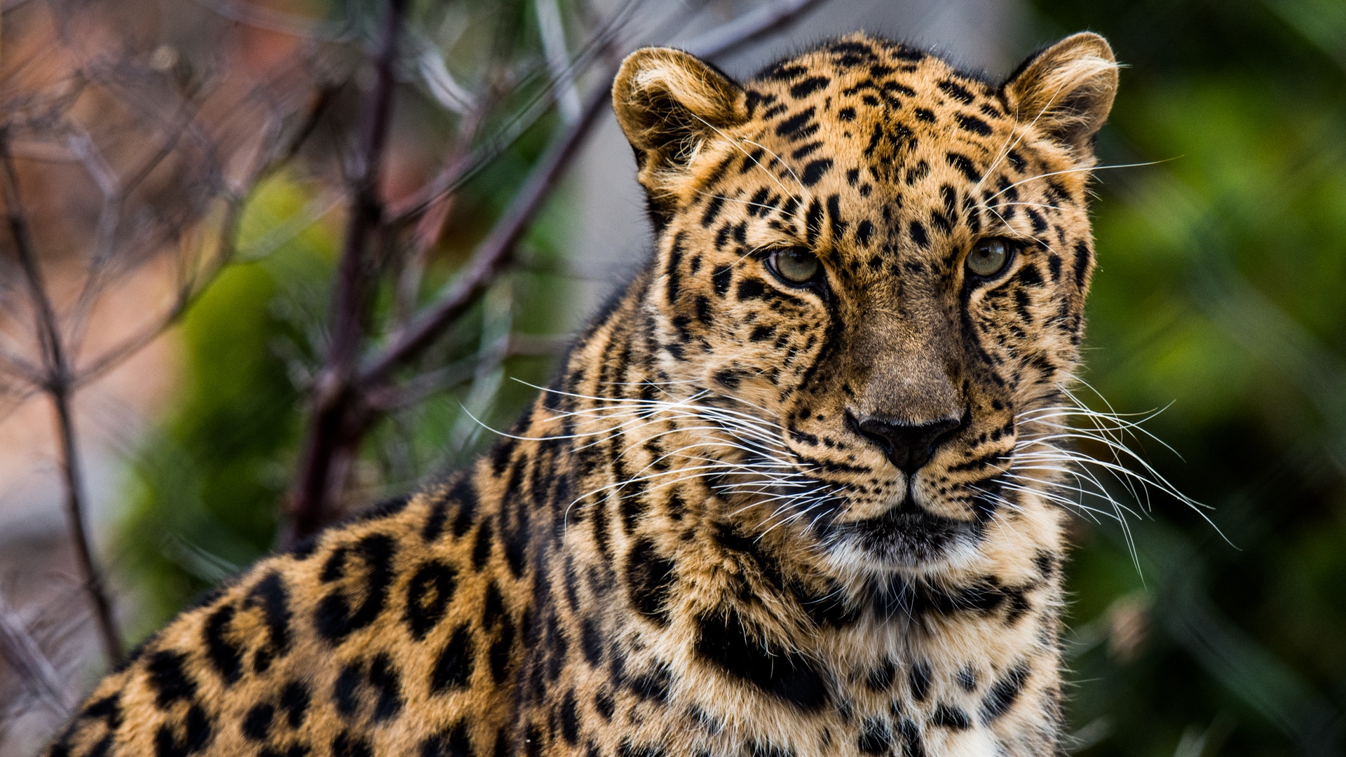 Laden Sie das Tiere, Katzen, Leopard-Bild kostenlos auf Ihren PC-Desktop herunter