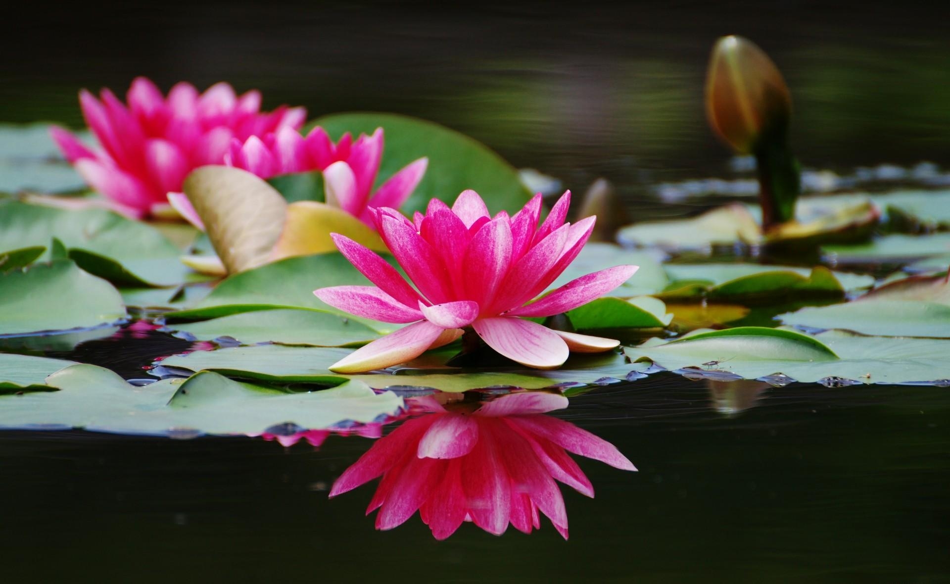flowers, water, water lilies, couple, pair, smooth, close up, surface
