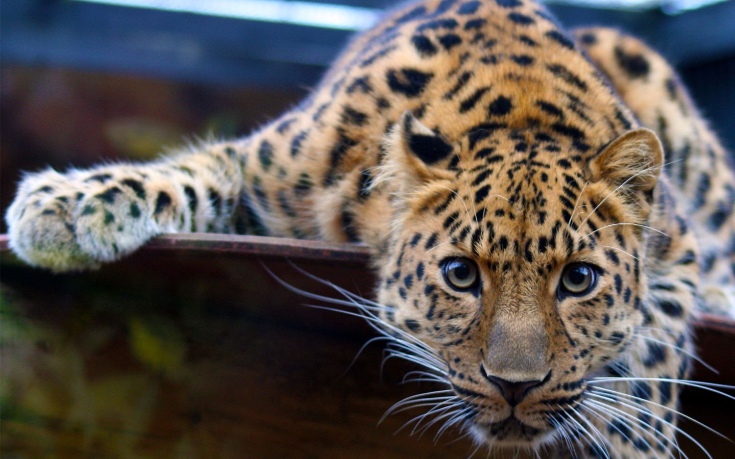 Descarga gratis la imagen Leopardo, Gatos, Animales en el escritorio de tu PC