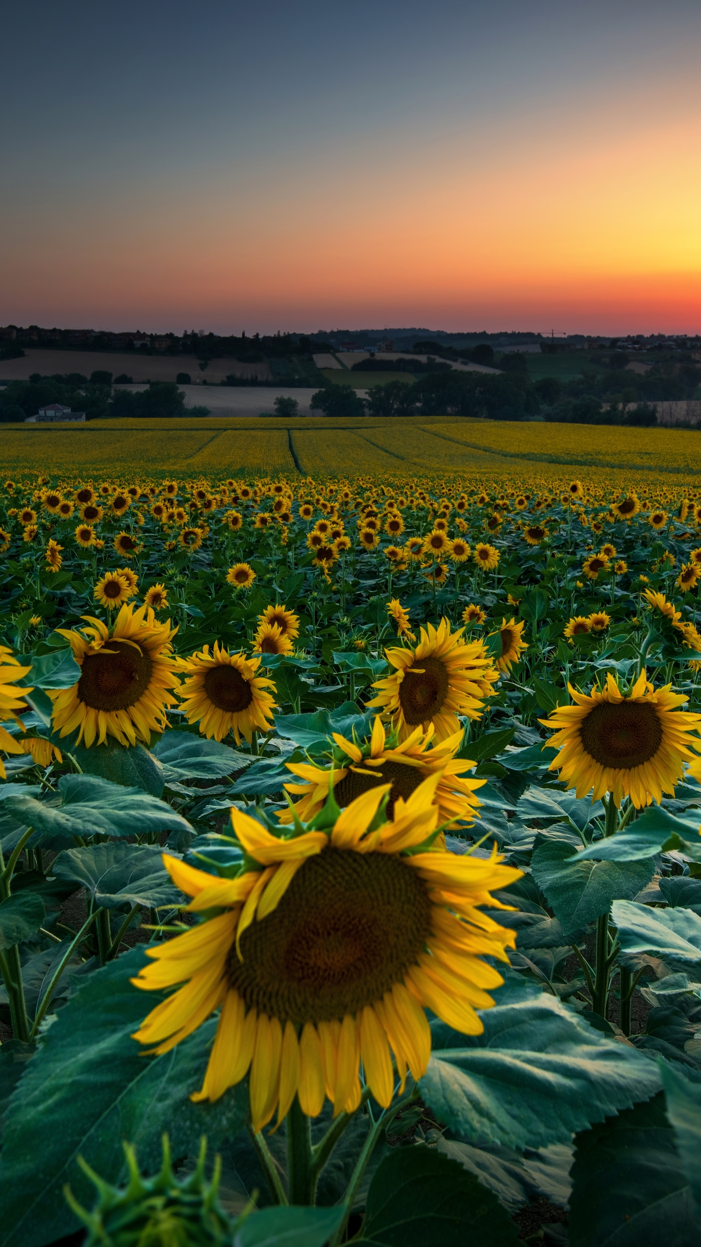 Free download wallpaper Flowers, Summer, Flower, Earth, Field, Sunflower, Yellow Flower on your PC desktop
