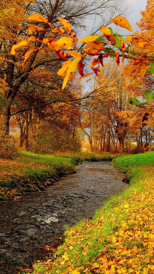 Download mobile wallpaper Tree, Fall, Earth, Creek for free.