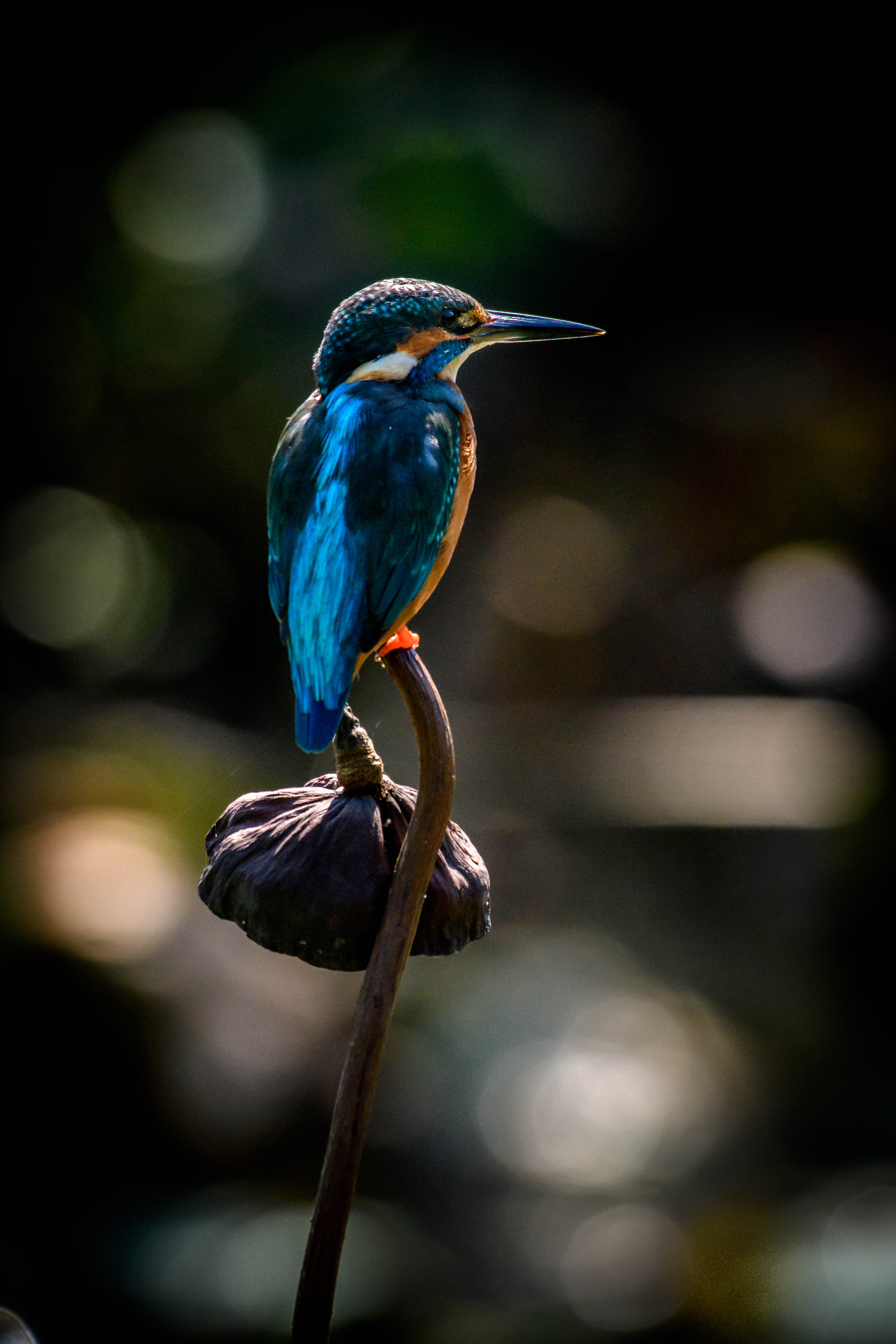 flower, beak, animals, bird, kingfisher Full HD