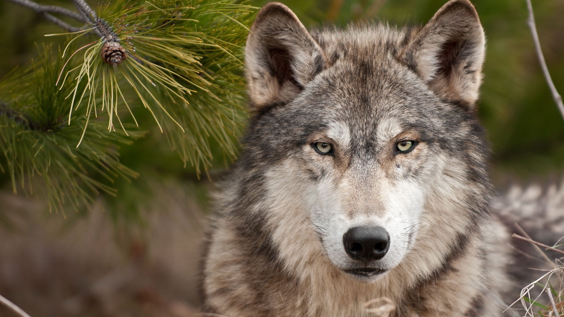 Baixar papel de parede para celular de Animais, Lobo gratuito.