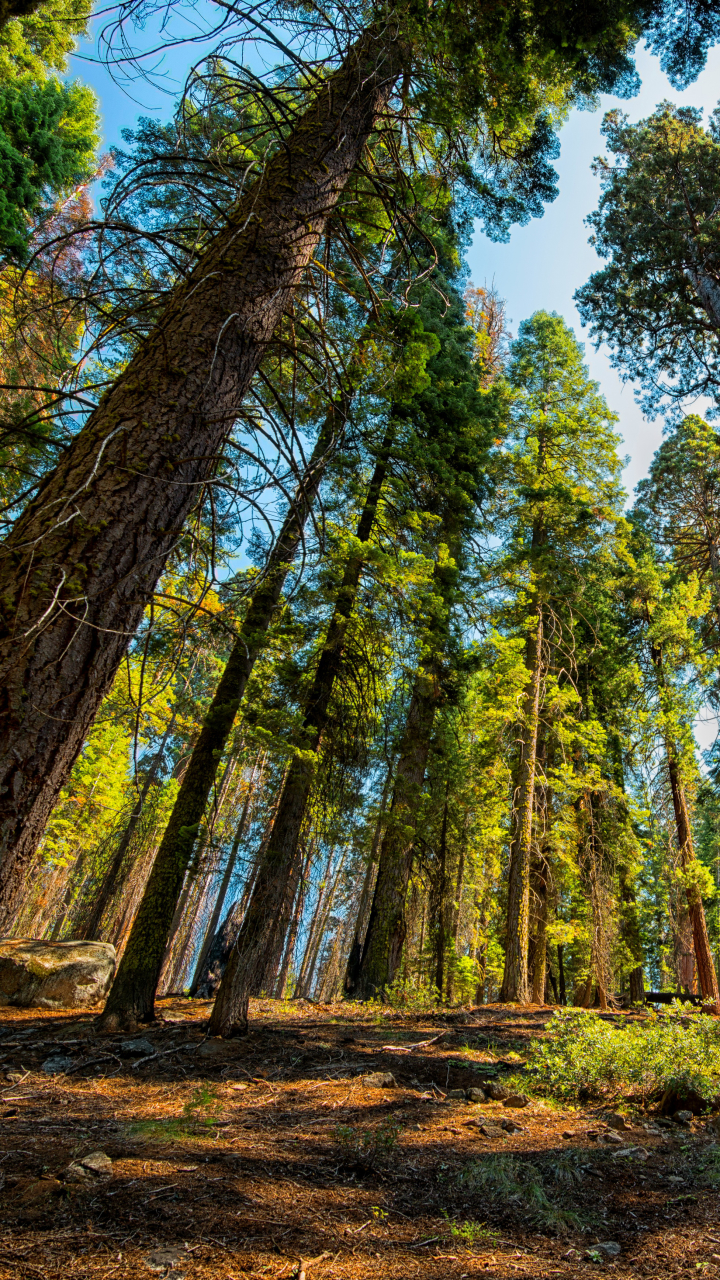 Скачать картинку Лес, Дерево, Секвойя, Земля/природа в телефон бесплатно.