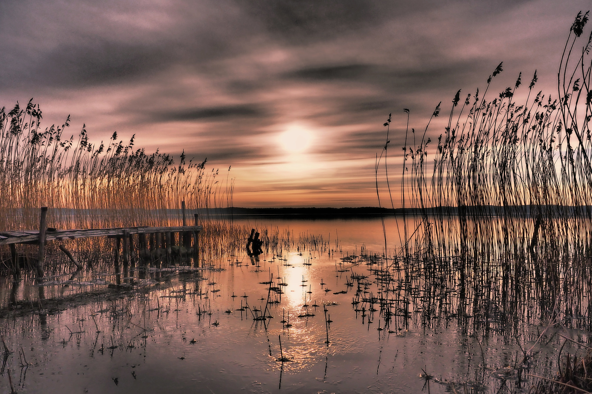 earth, sunset, bay, plant, reed, sweden