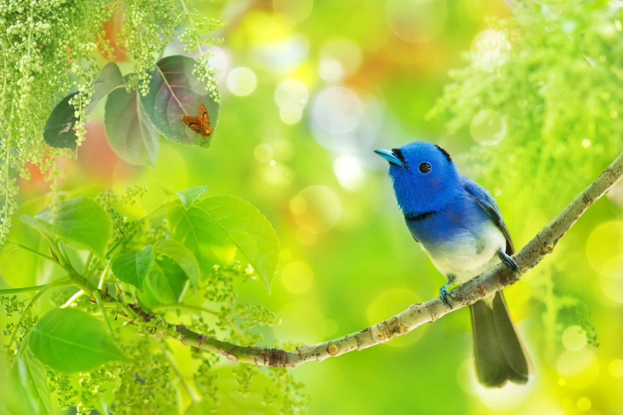 Скачать картинку Животные, Птицы, Птица, Зелень, Синий Монарх в телефон бесплатно.
