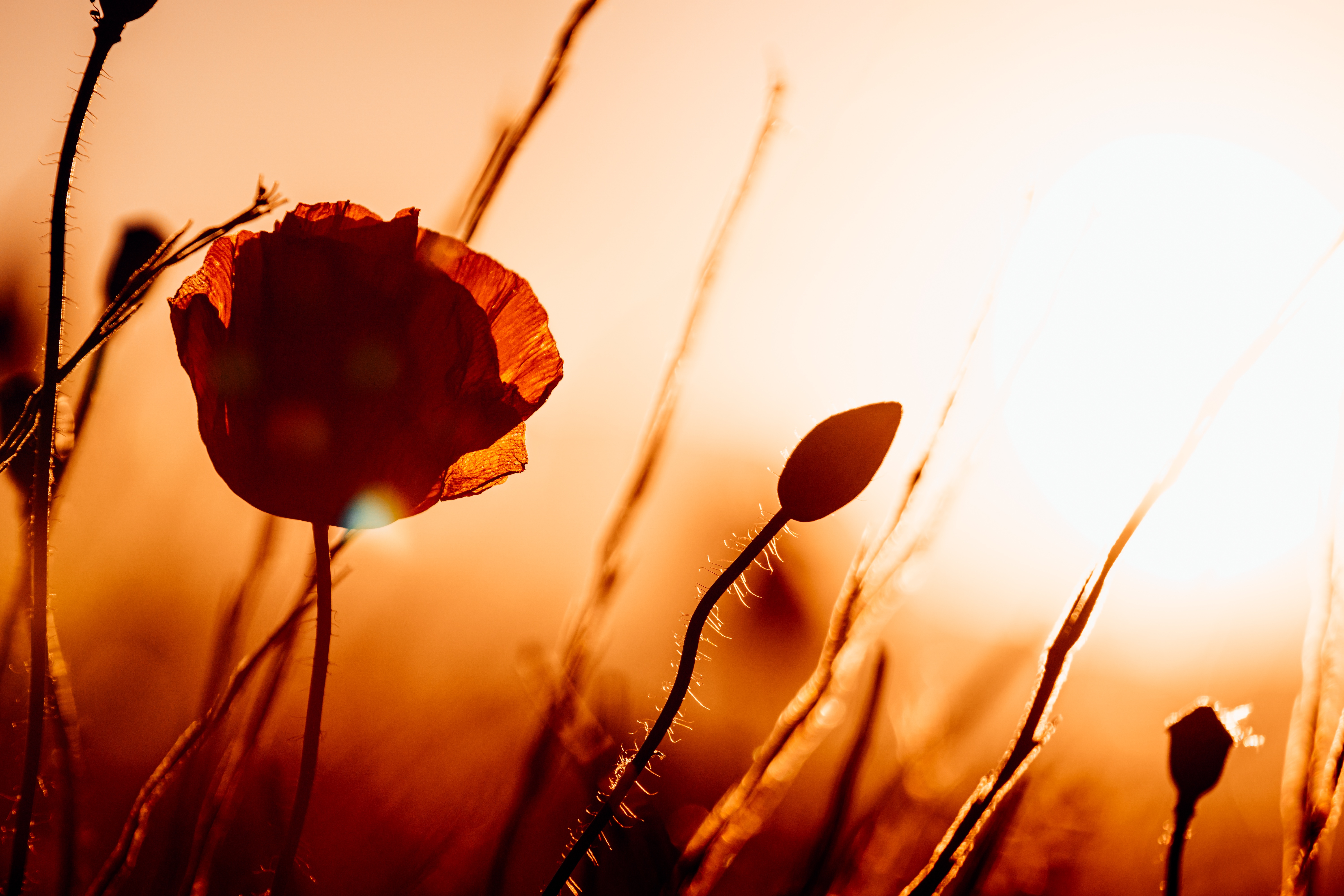 Téléchargez gratuitement l'image Fleurs, Été, Fermer, Coquelicot, Fleur Rouge, La Nature, Terre/nature sur le bureau de votre PC